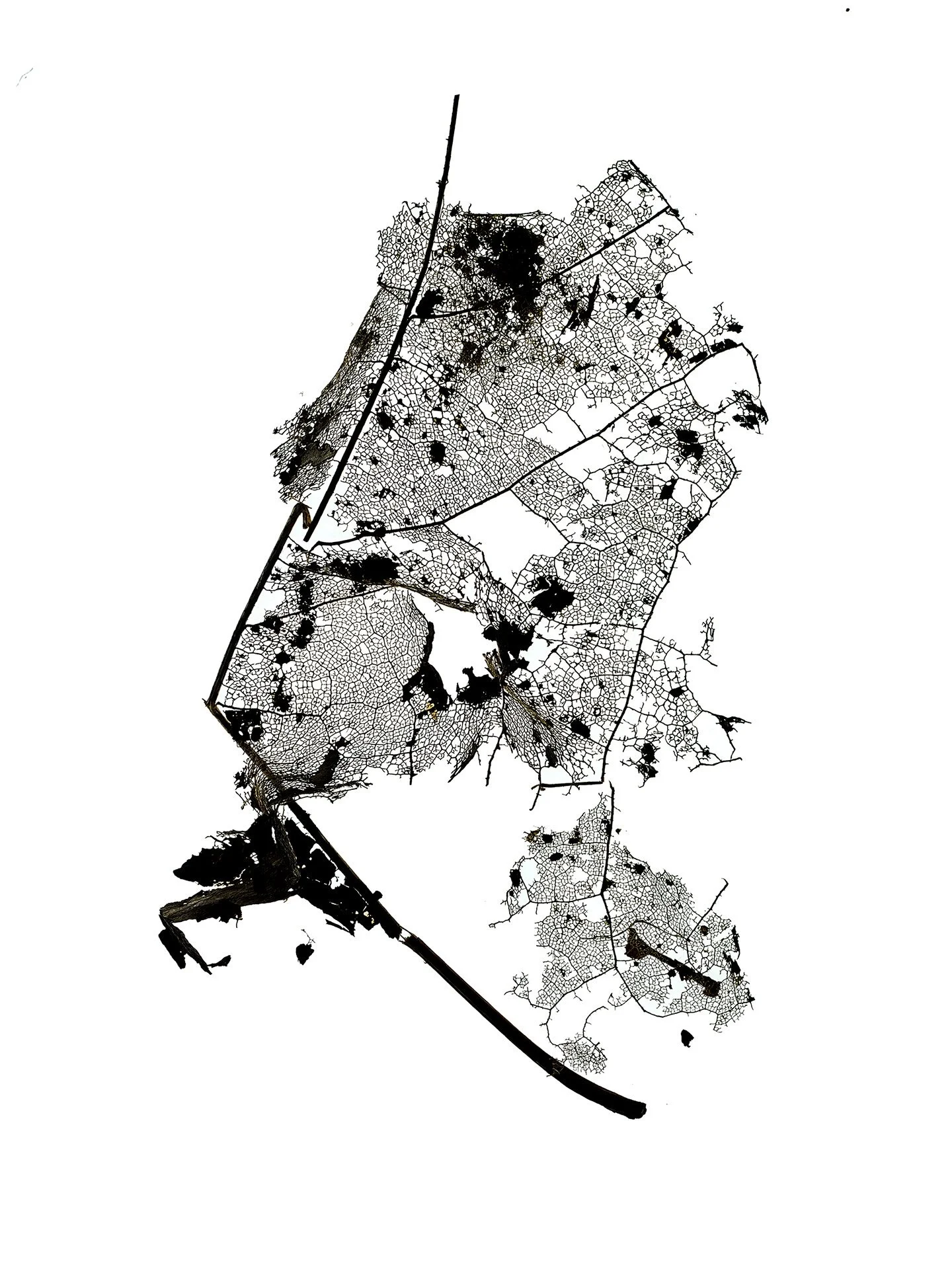 LEAF MAP 24
