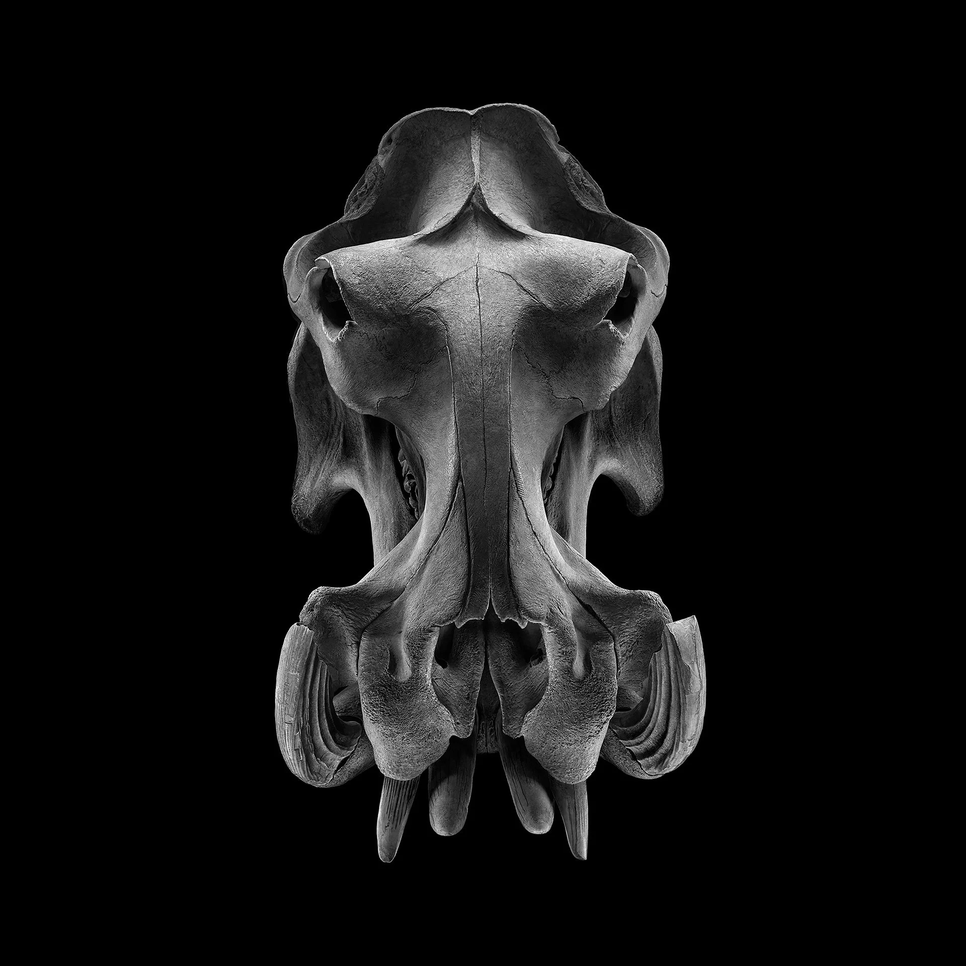 HIPPO HEAD ON