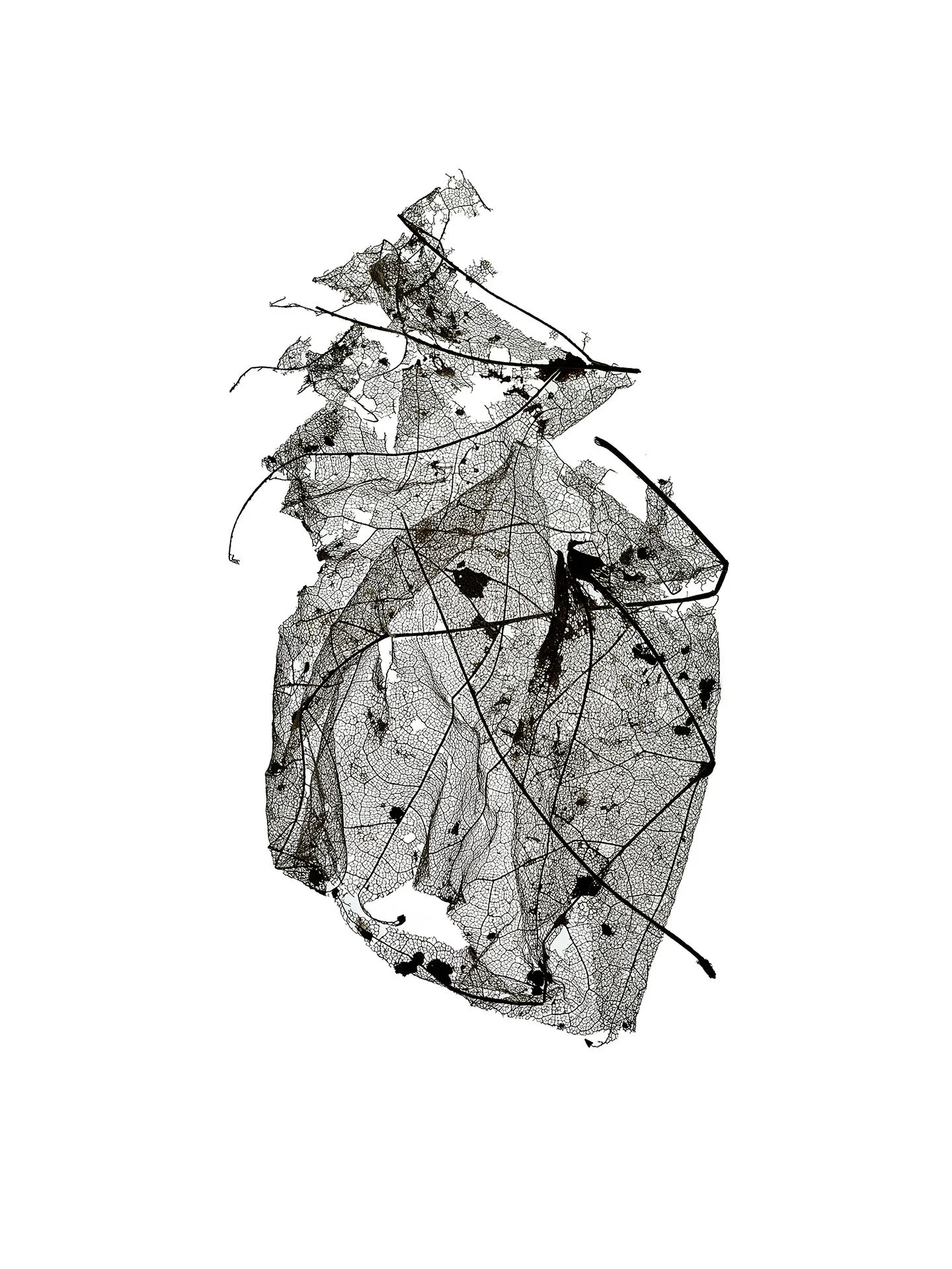 LEAF MAP 29