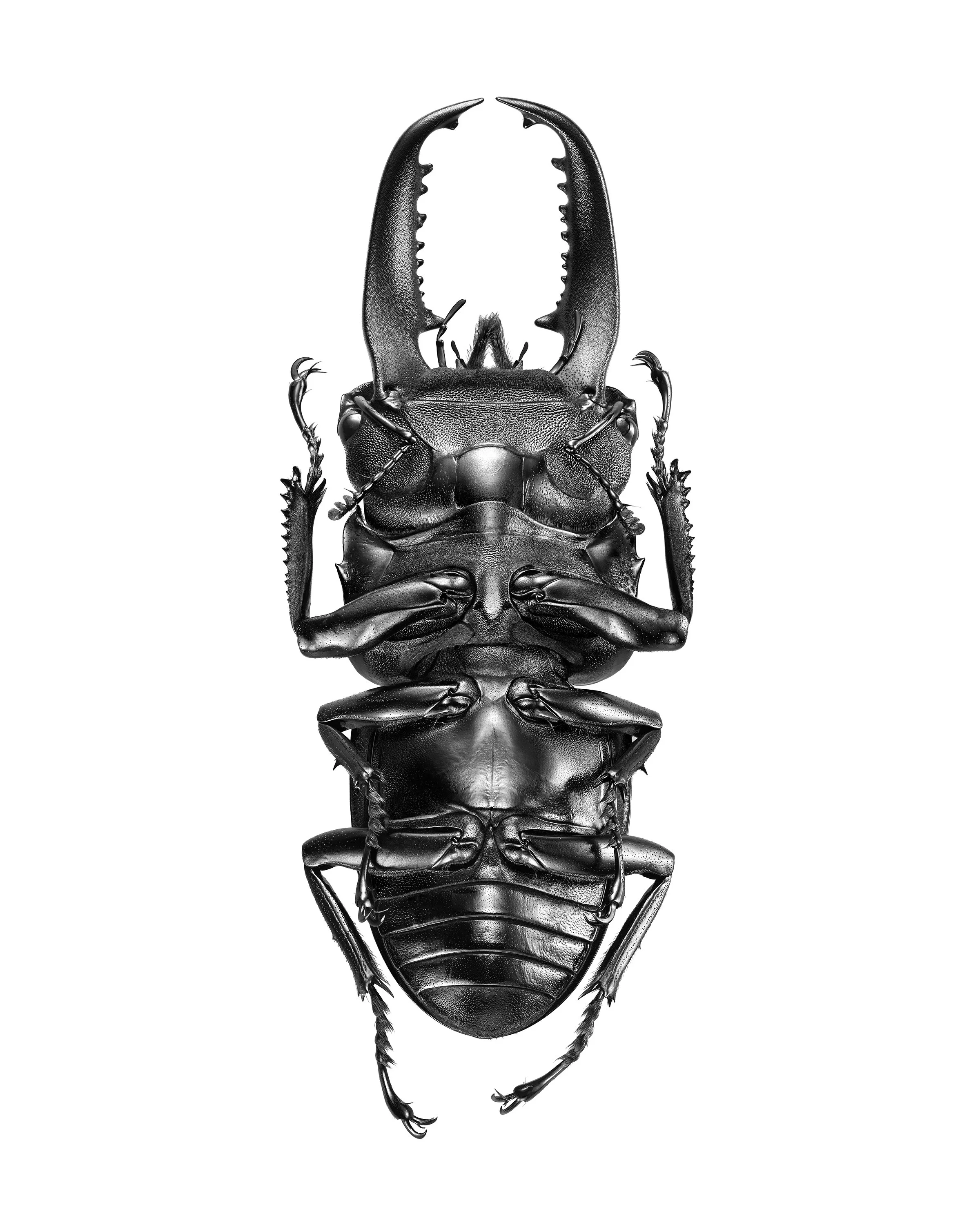 giles_Dorcus titanus palawanicus_2021.jpg