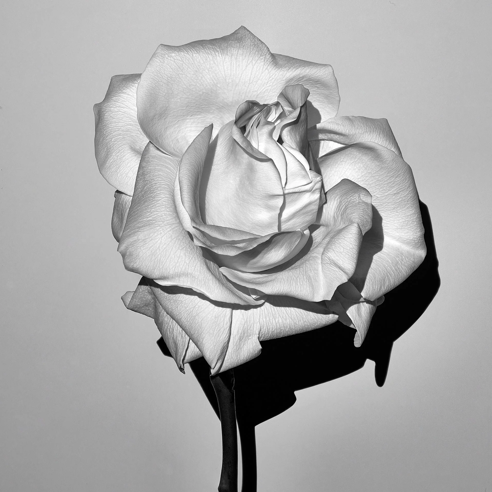 MATURE ROSE 2