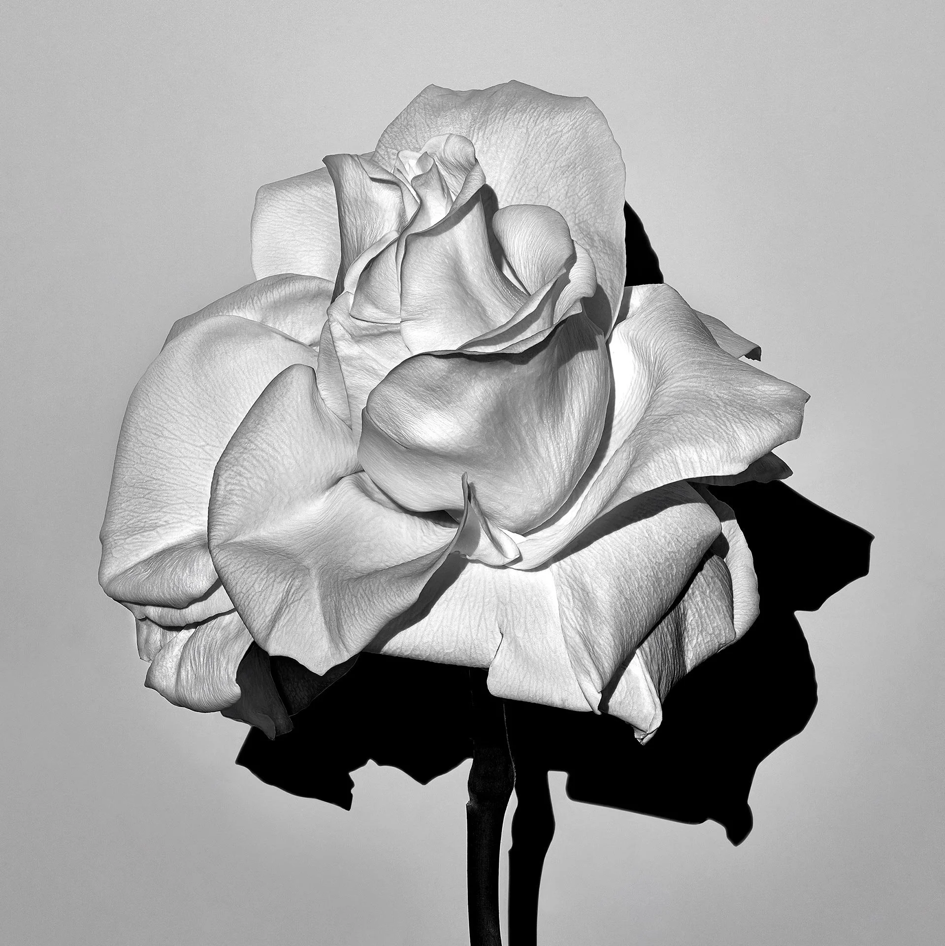 MATURE ROSE 3