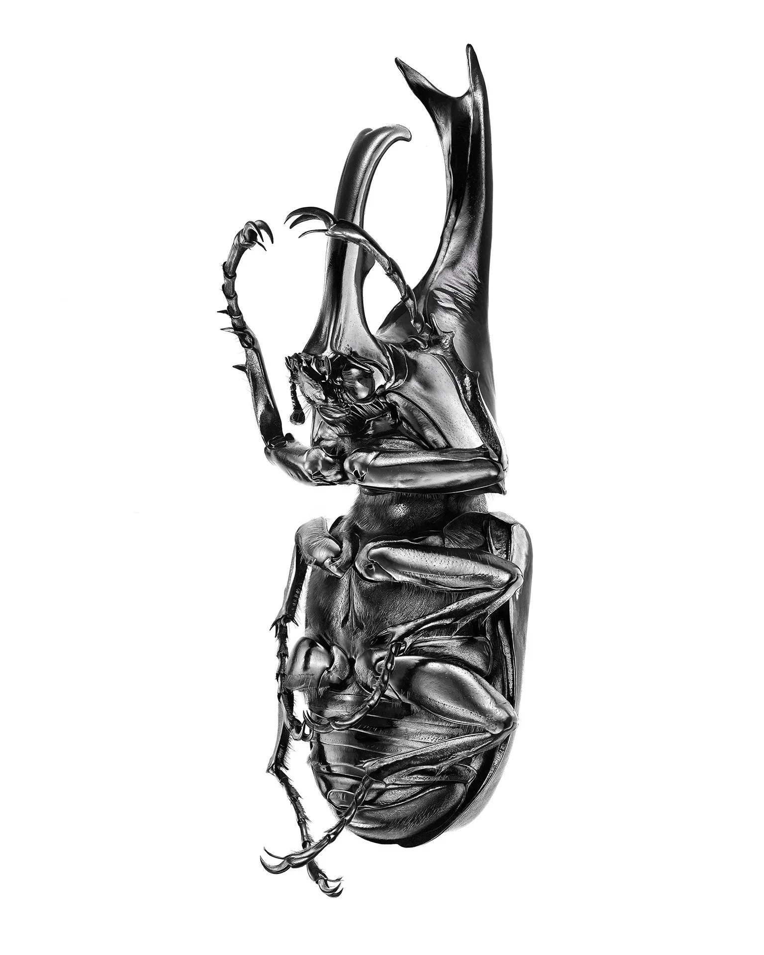 Xylotrupes-socrates