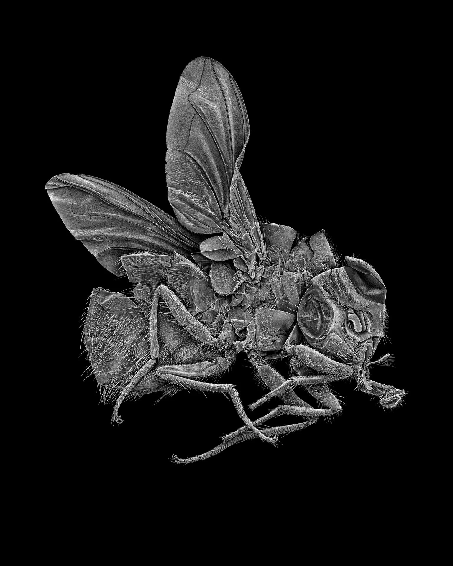 FLY