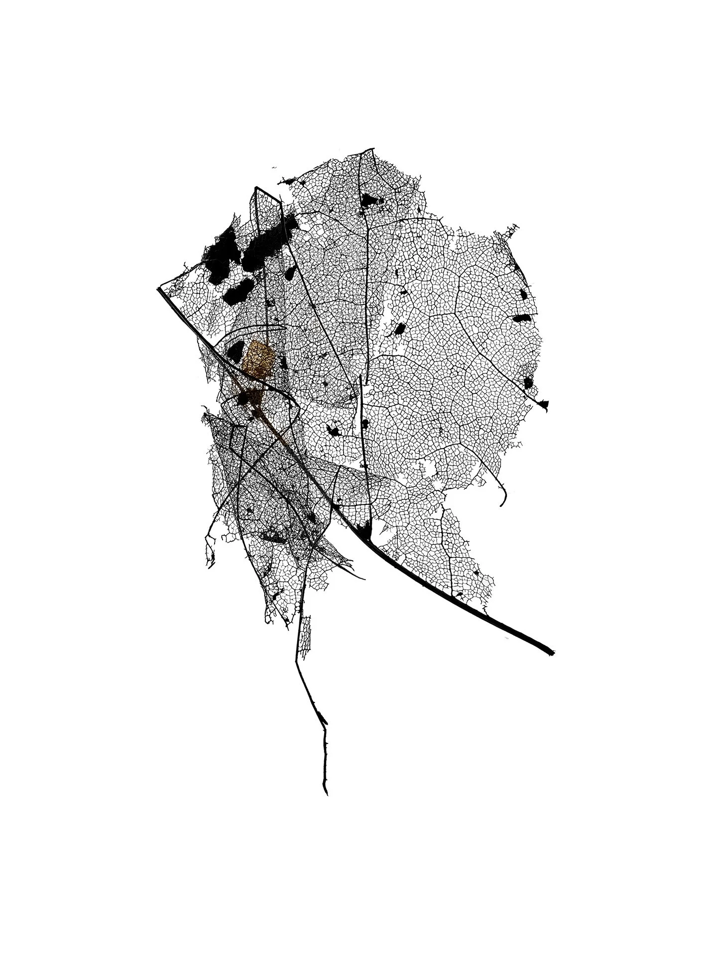 LEAF MAP 15