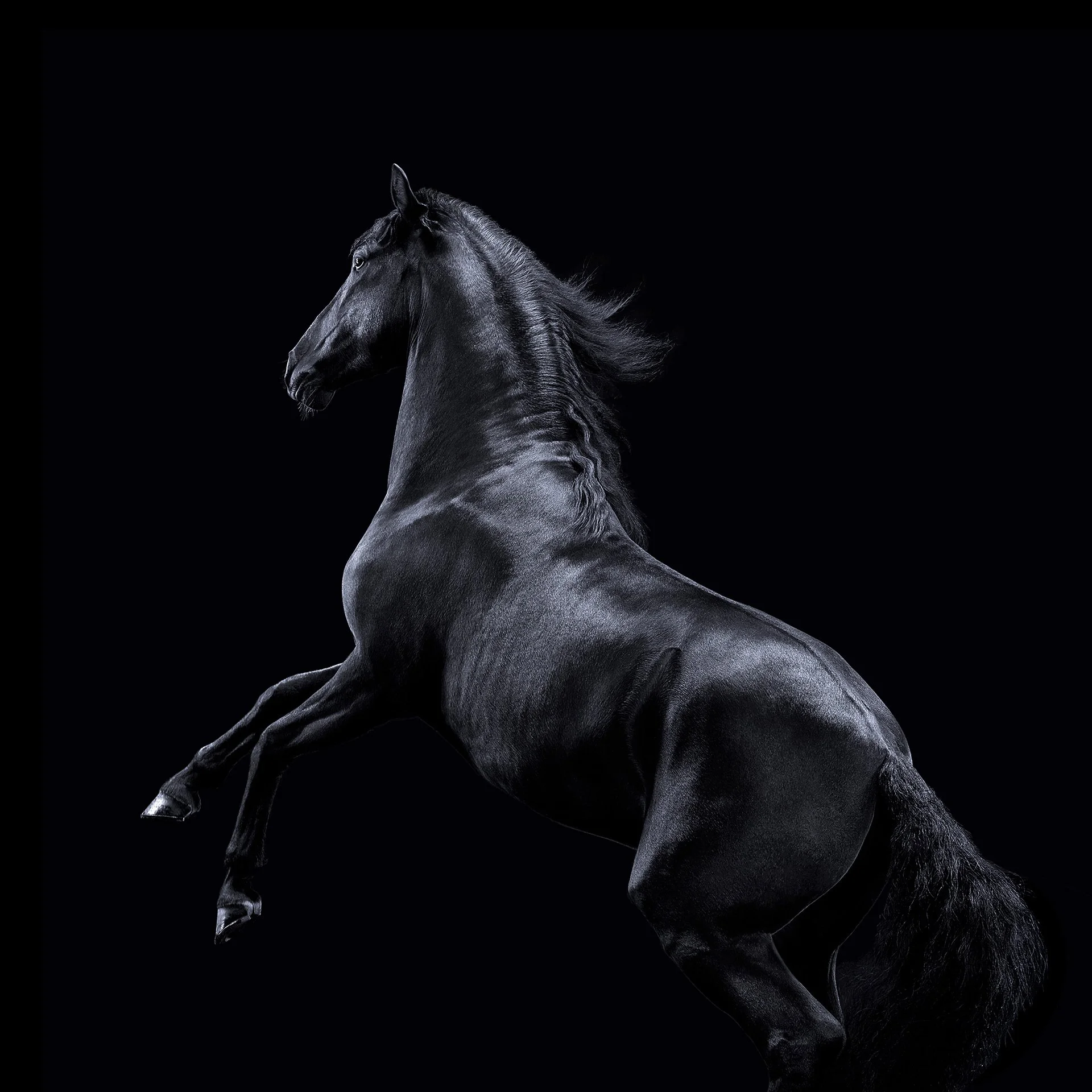HORSE 6