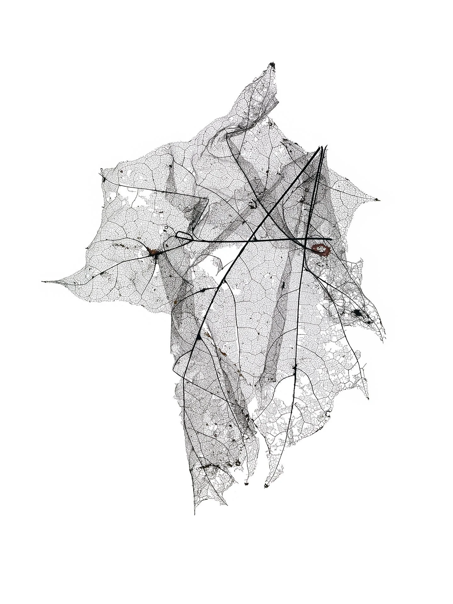 LEAF MAP 2