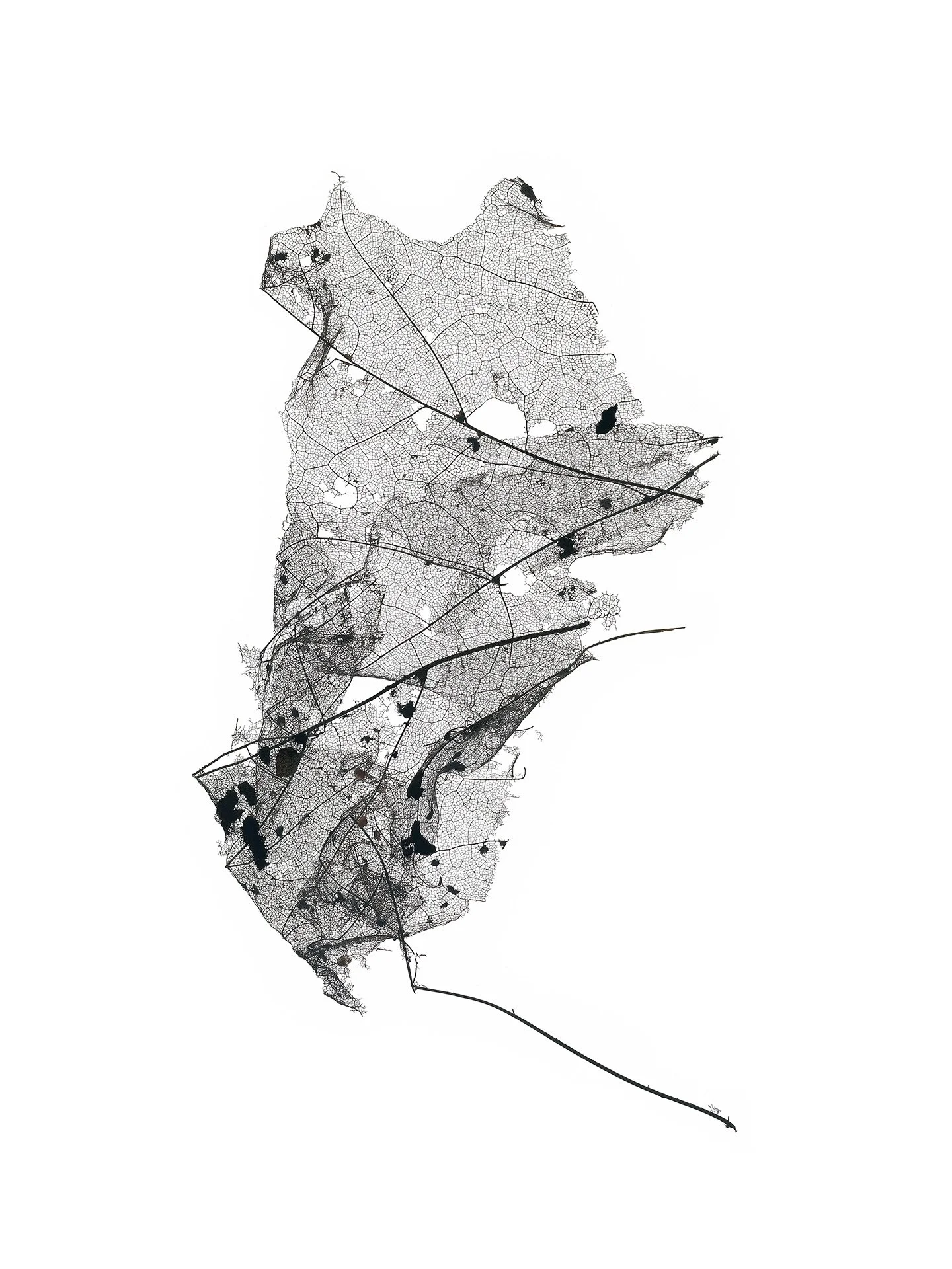 LEAF MAP 5