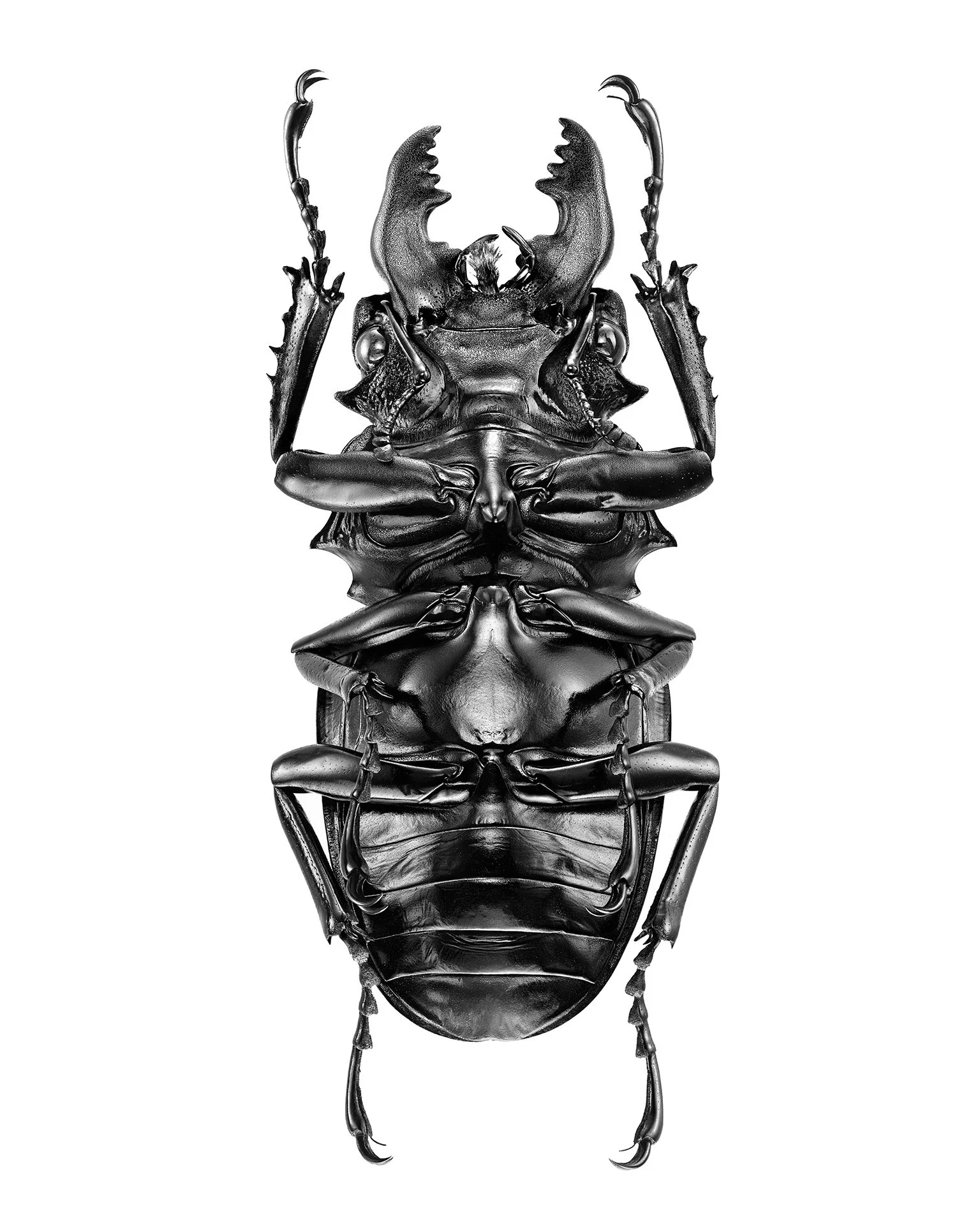 Odontolabis-siva-siva