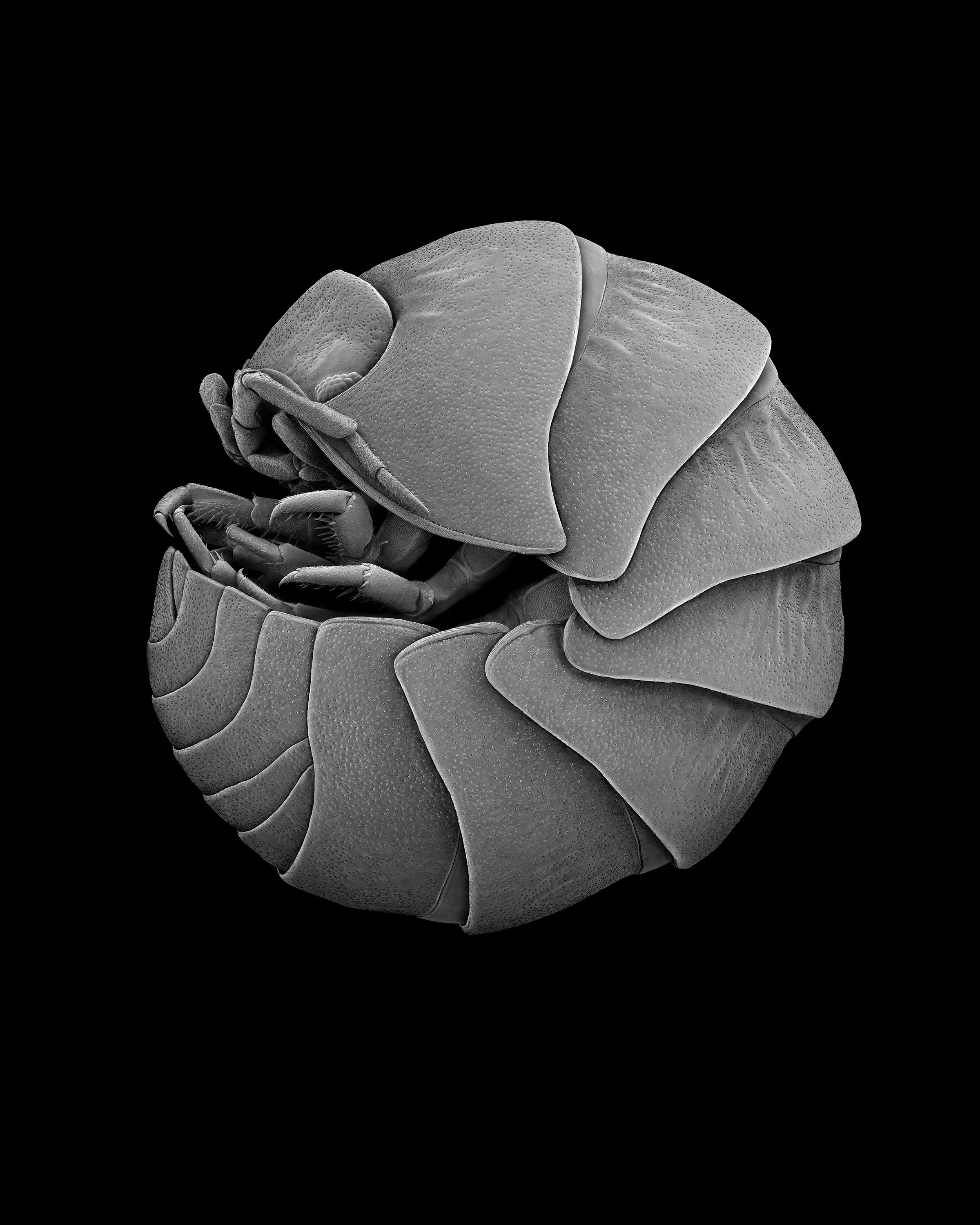 giles_woodlouse_2000.jpg