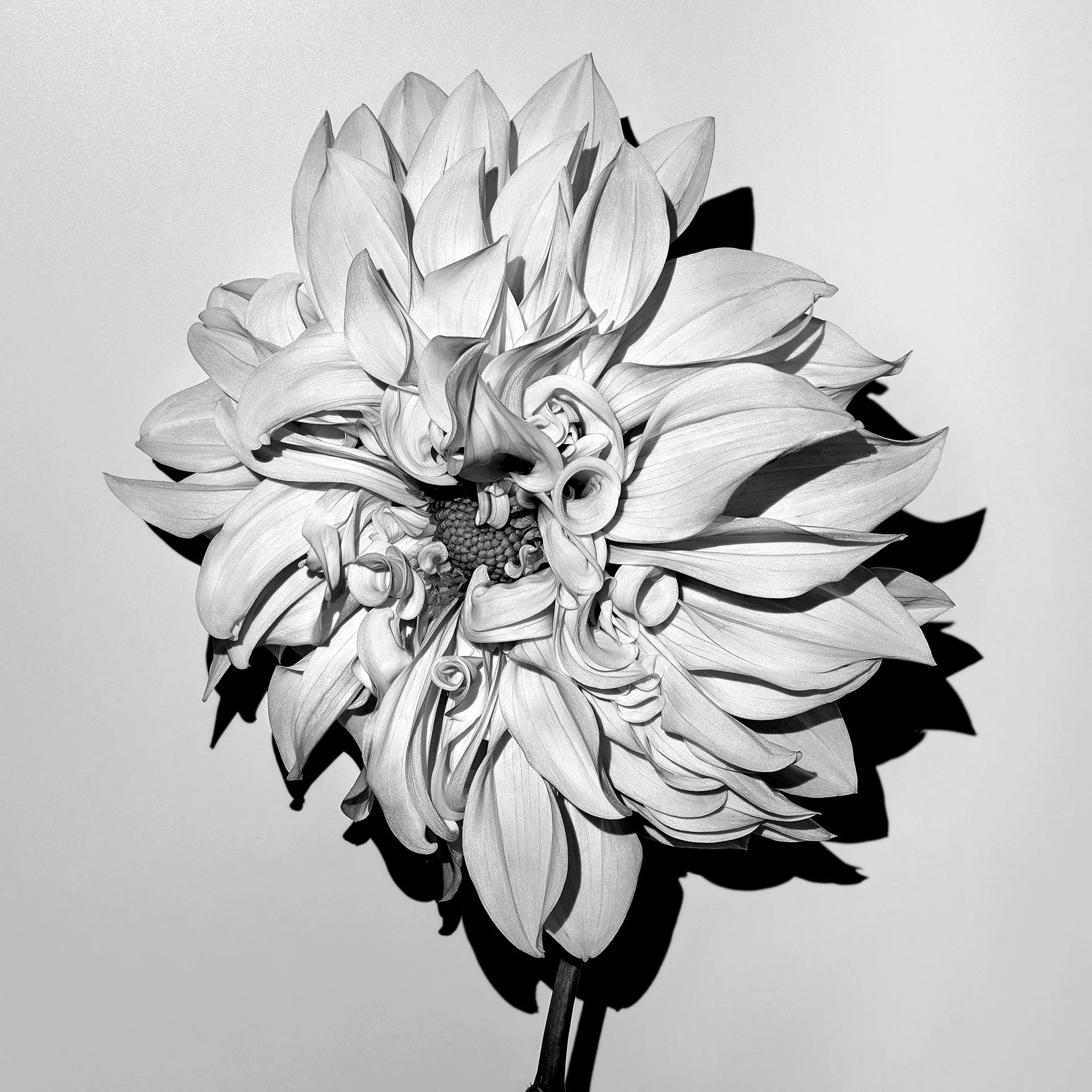 DAHLIA HYBRID 4