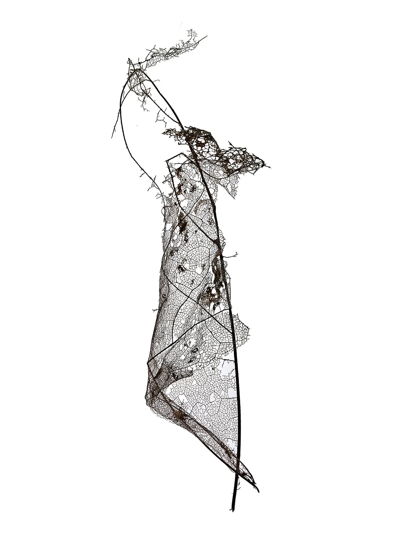 LEAF MAP 14