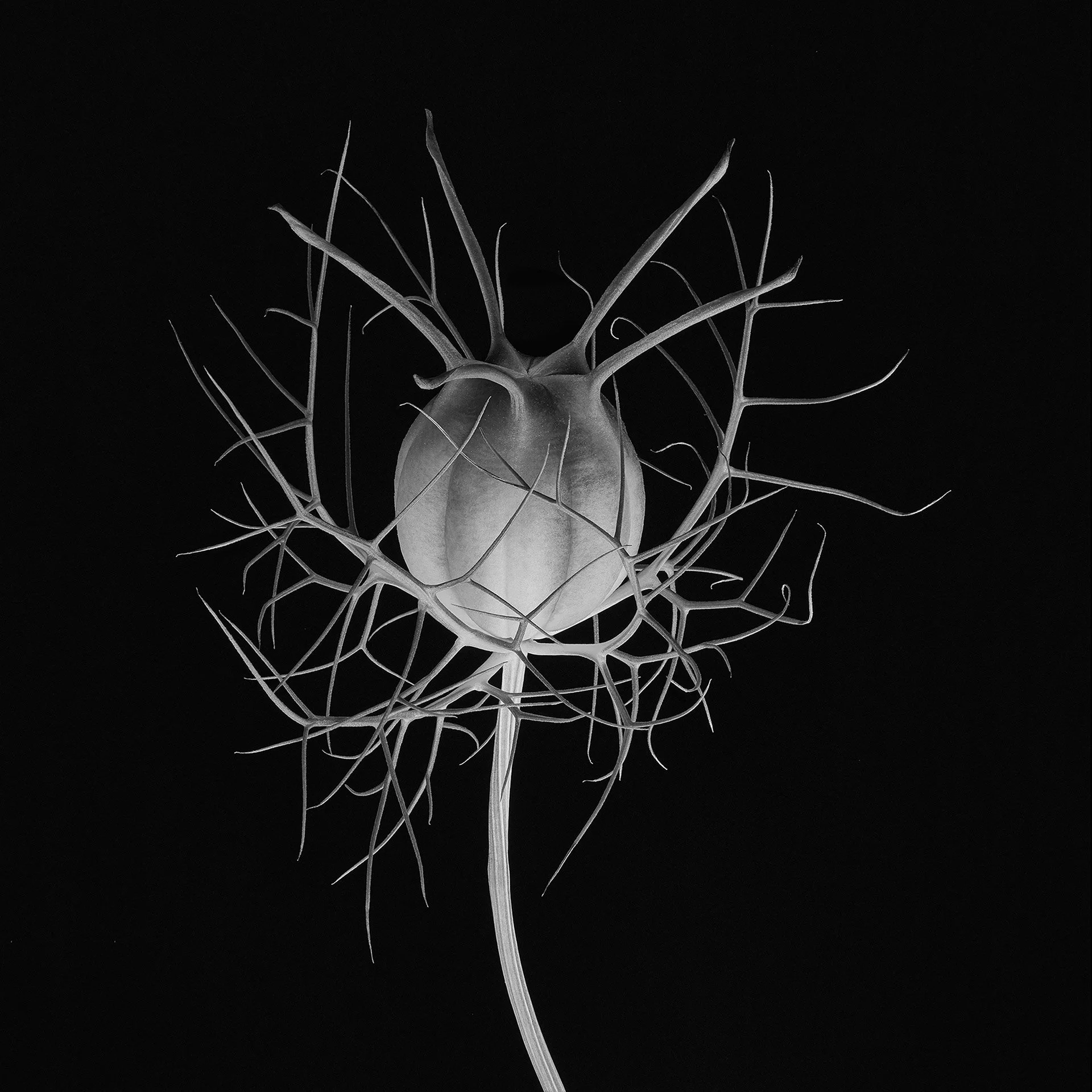 NIGELLA DAMASCENA