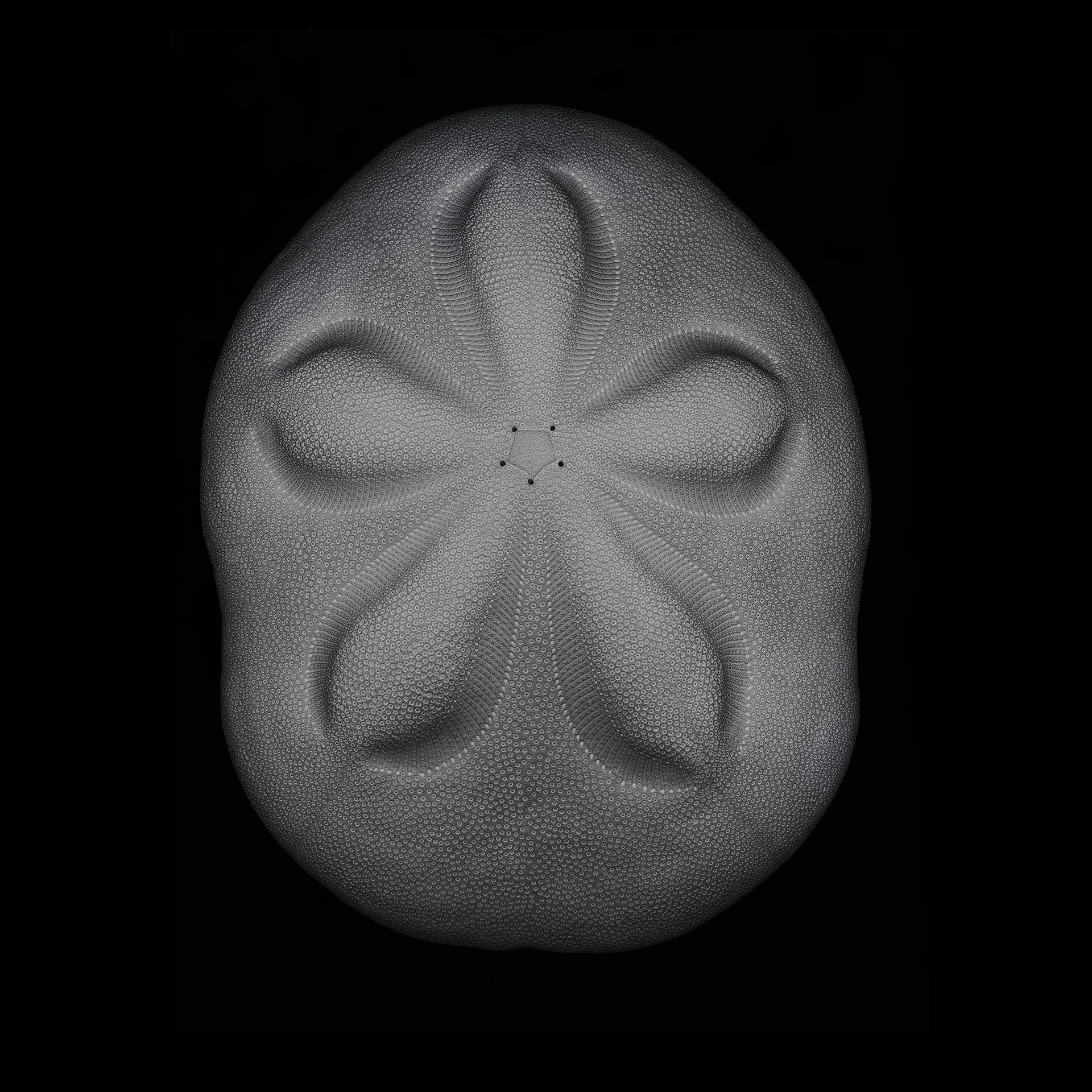 SAND DOLLAR