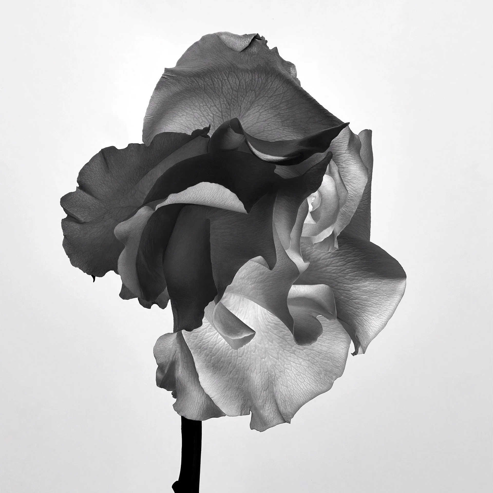 ROSE PROFILE