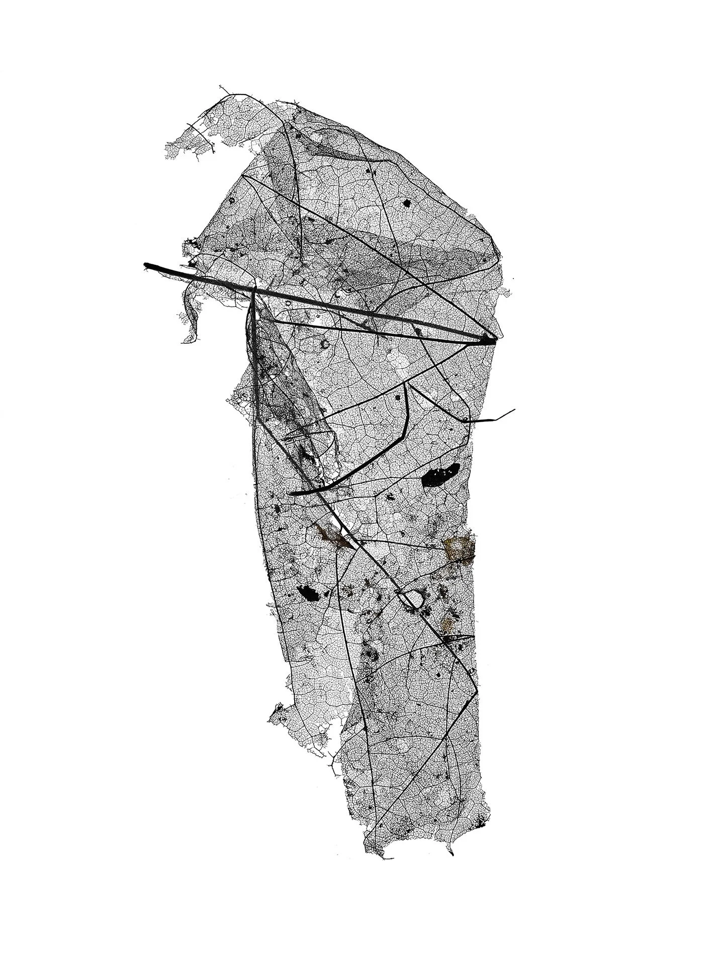 LEAF MAP 16
