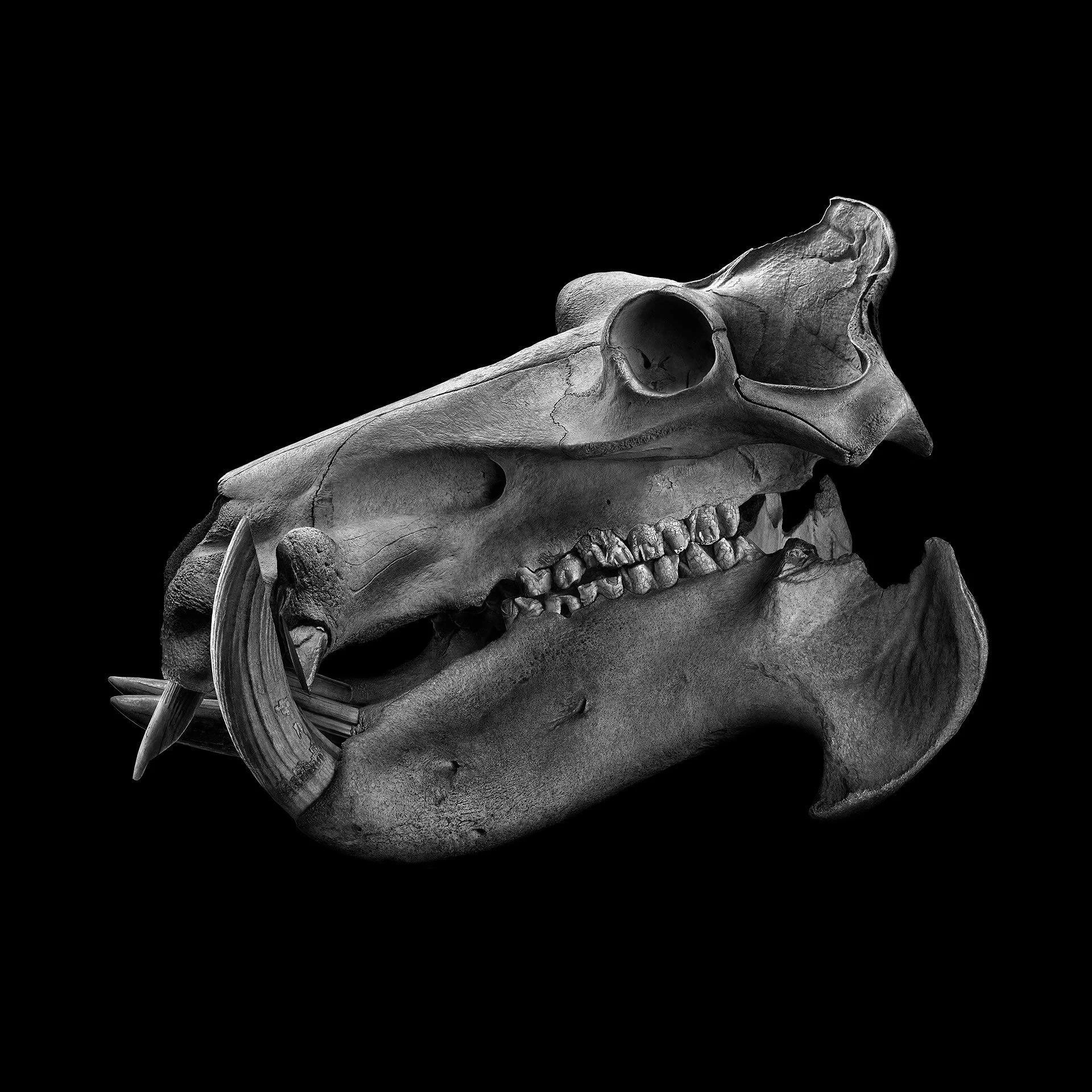 HIPPO SIDE VIEW