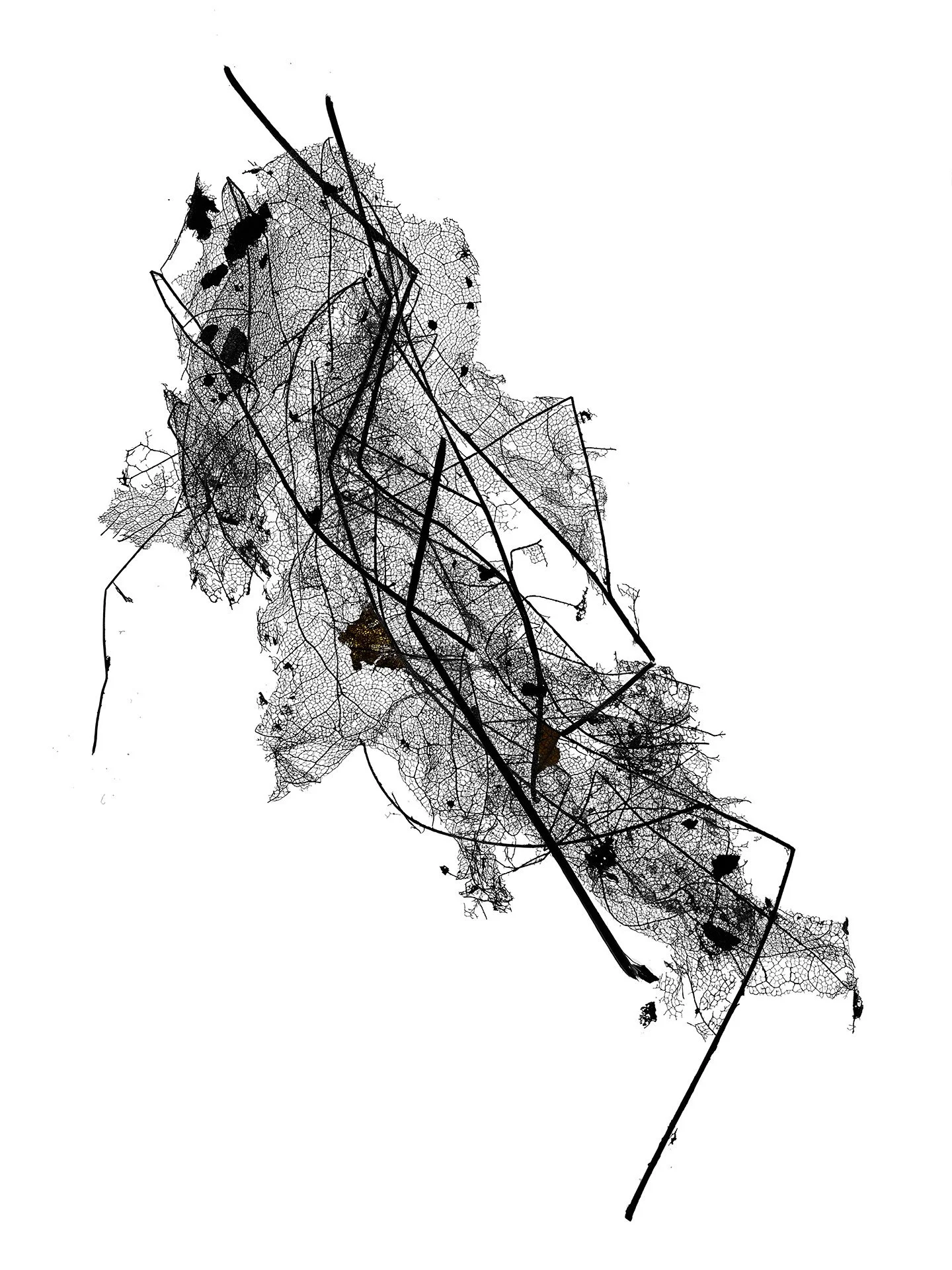 LEAF MAP 26