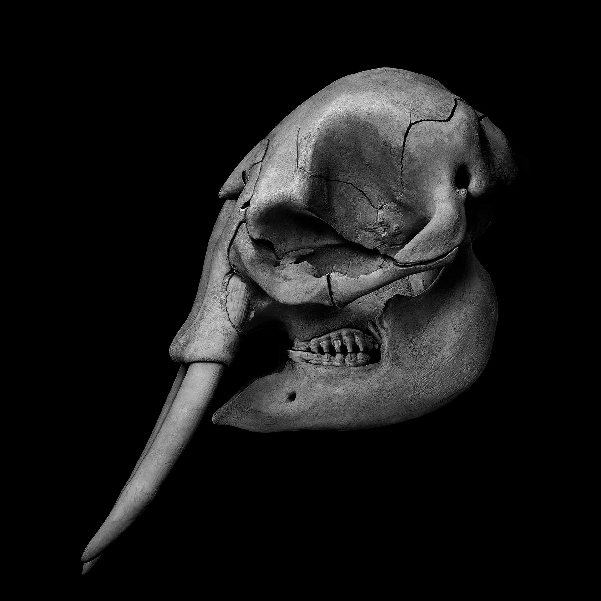 ELEPHANT SIDE VIEW
