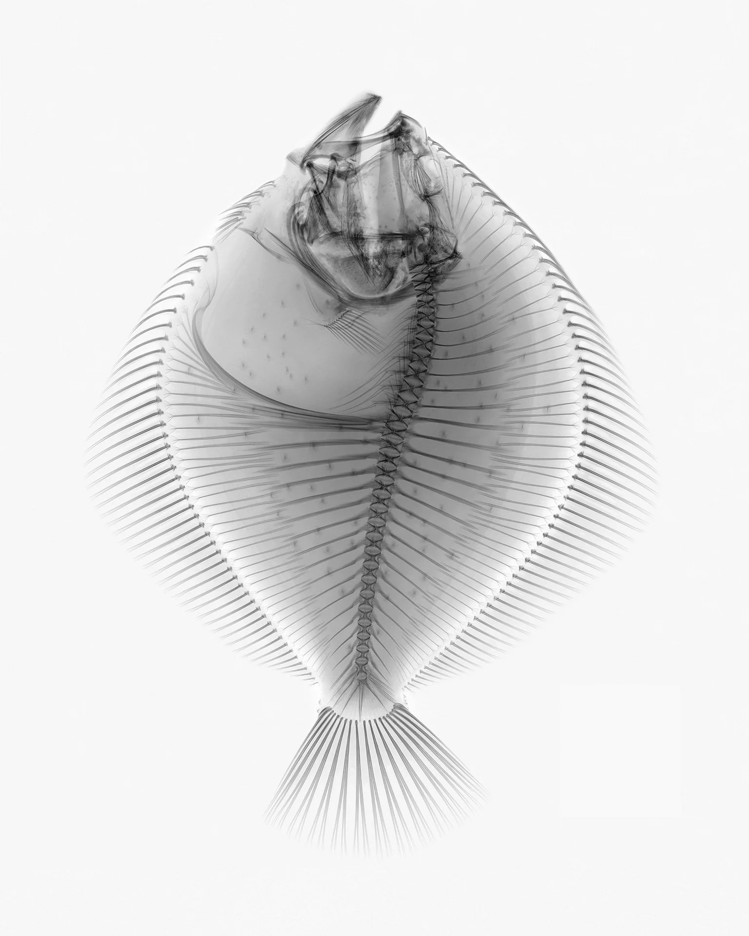 TURBOT