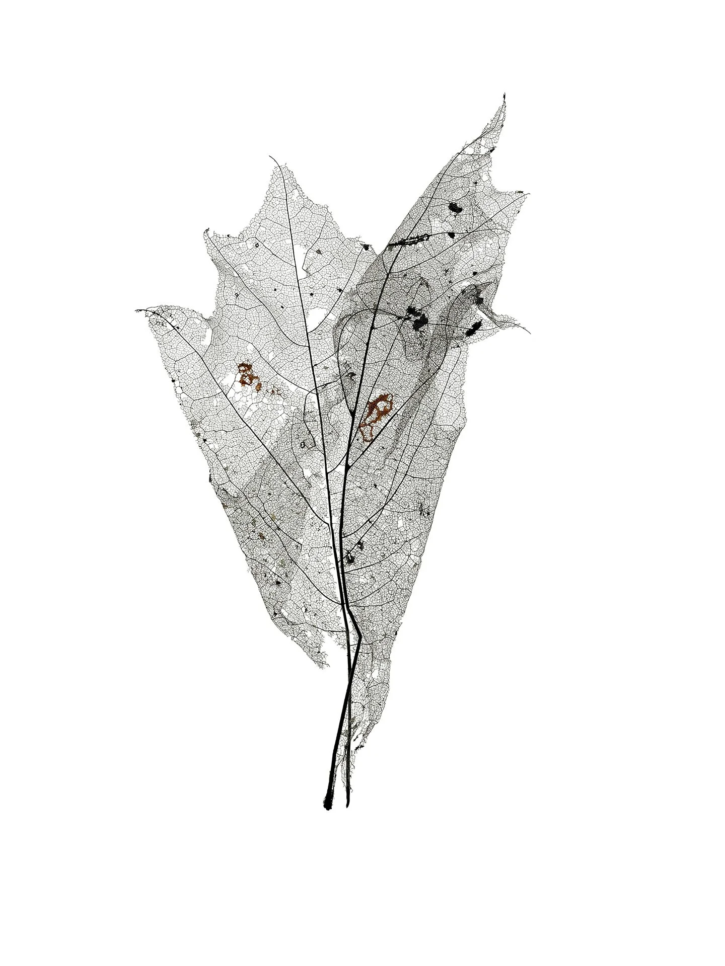 LEAF MAP 6