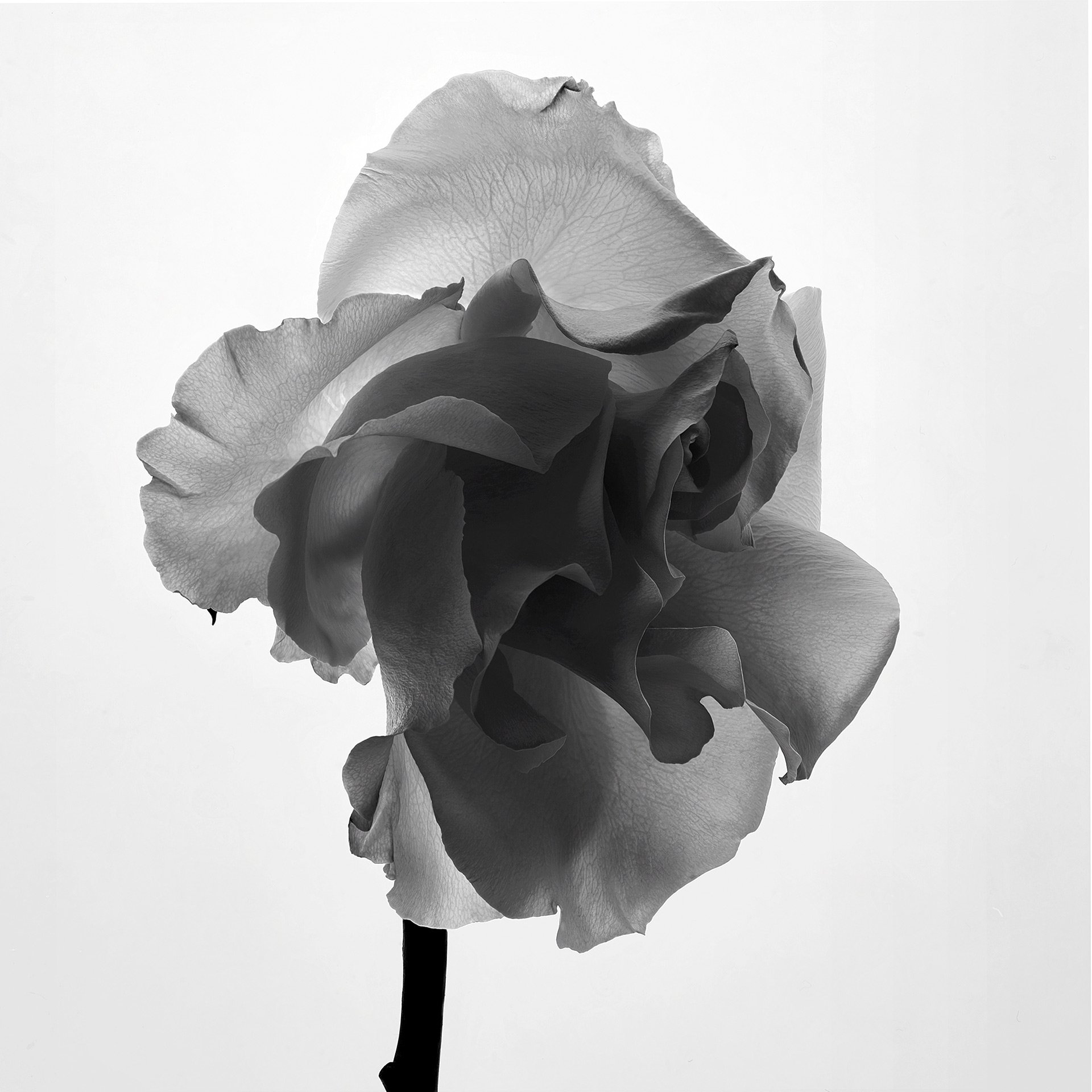 ROSE PROFILE 2
