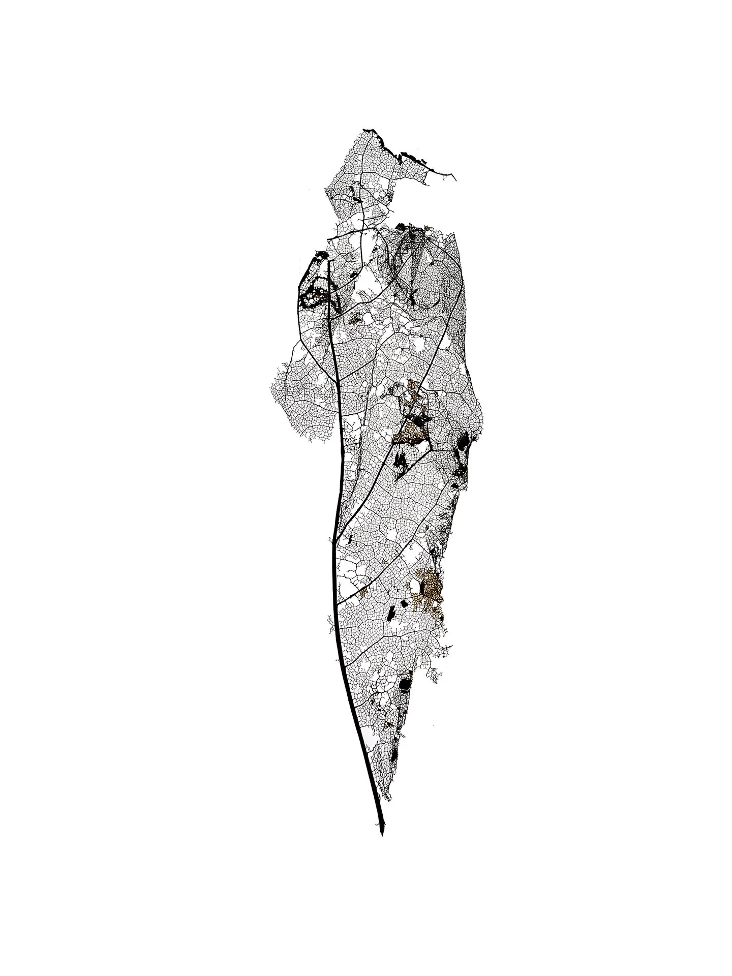 LEAF MAP 13