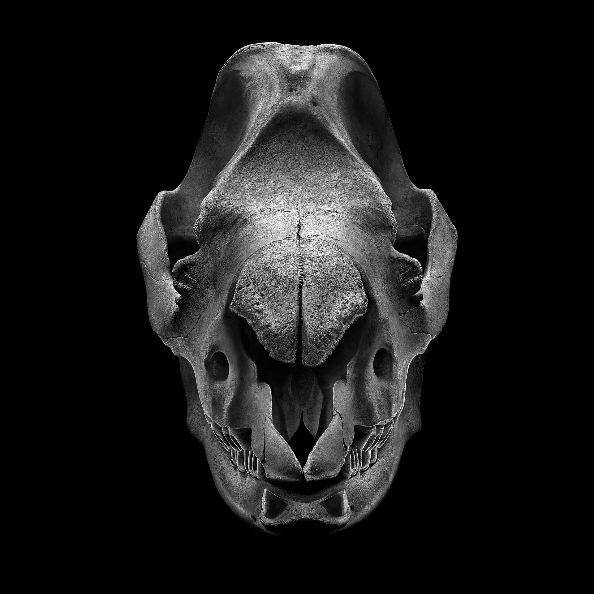 RHINO