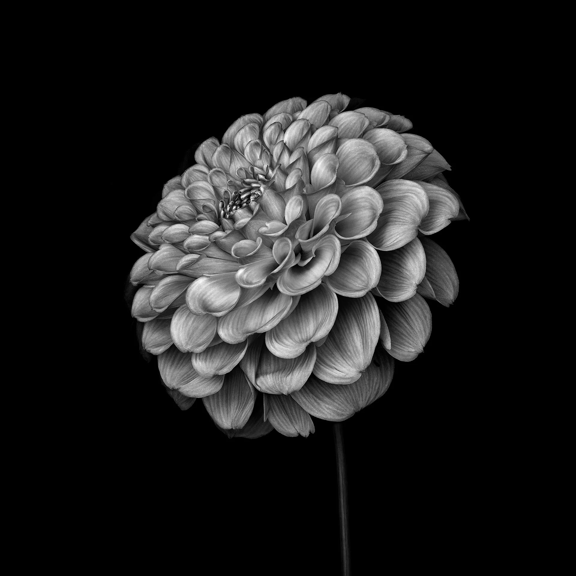 BALL DAHLIA PINK