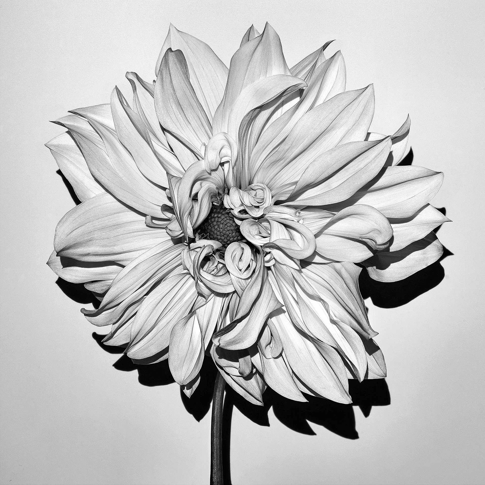 DAHLIA HYBRID 1