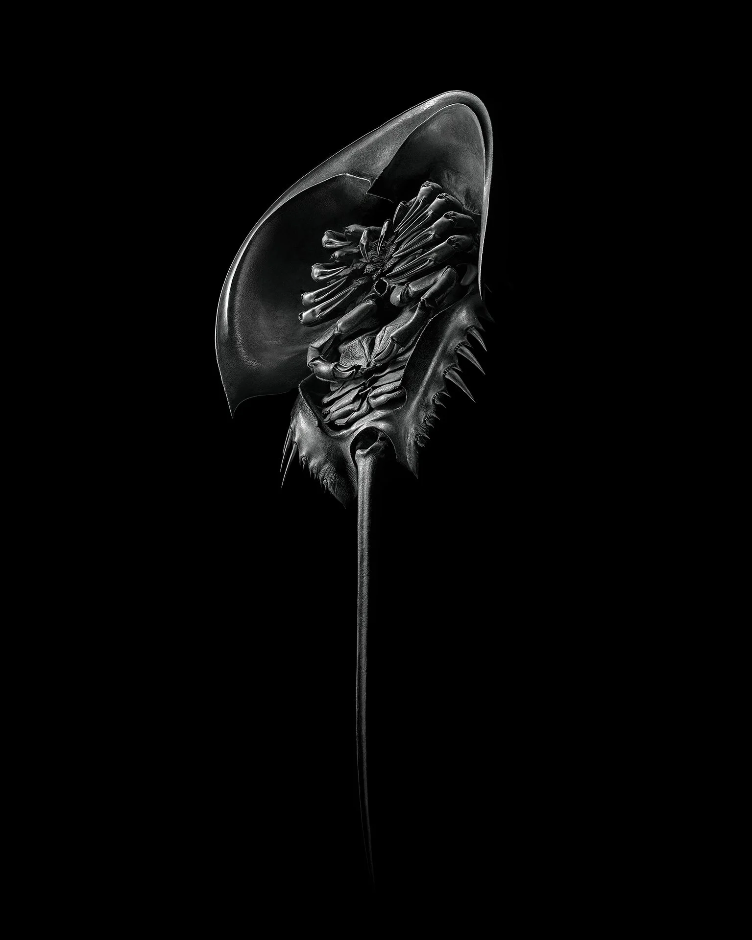 HORSESHOE CRAB UNDERSIDE