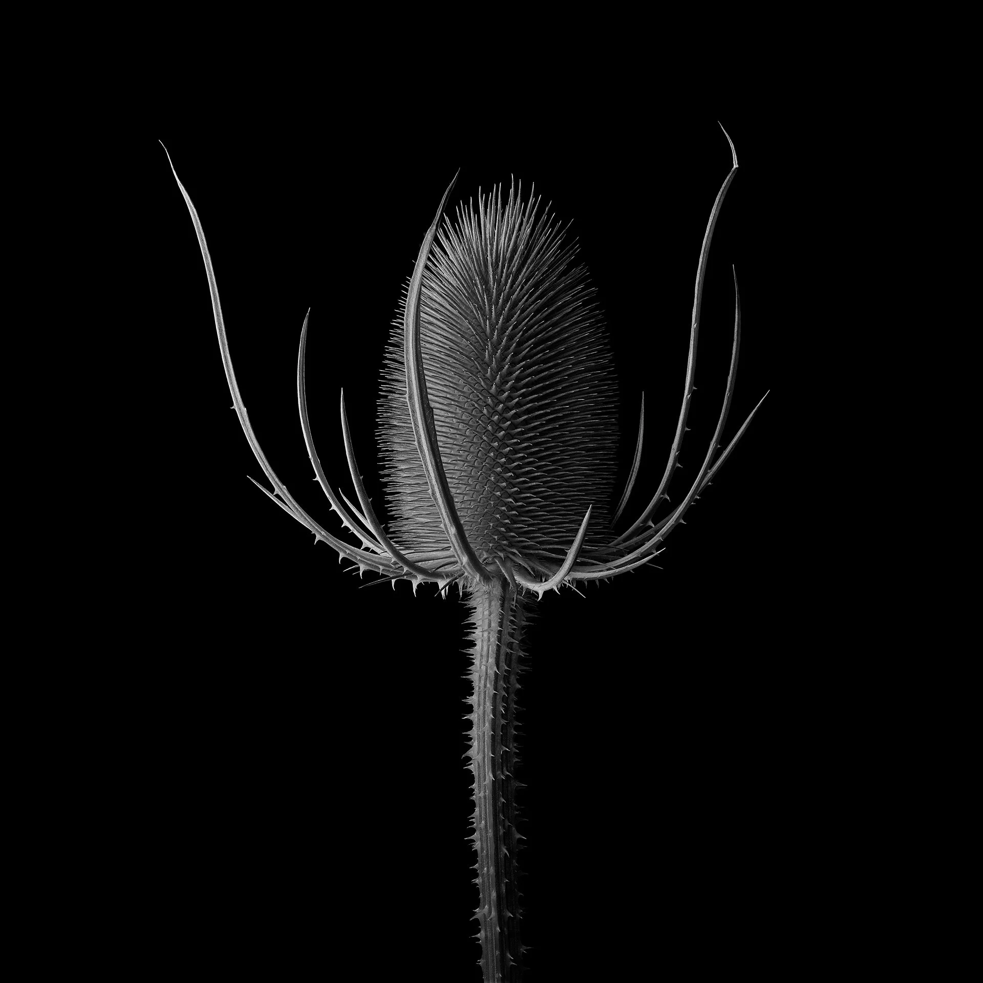 TEASLE DIPSACUS