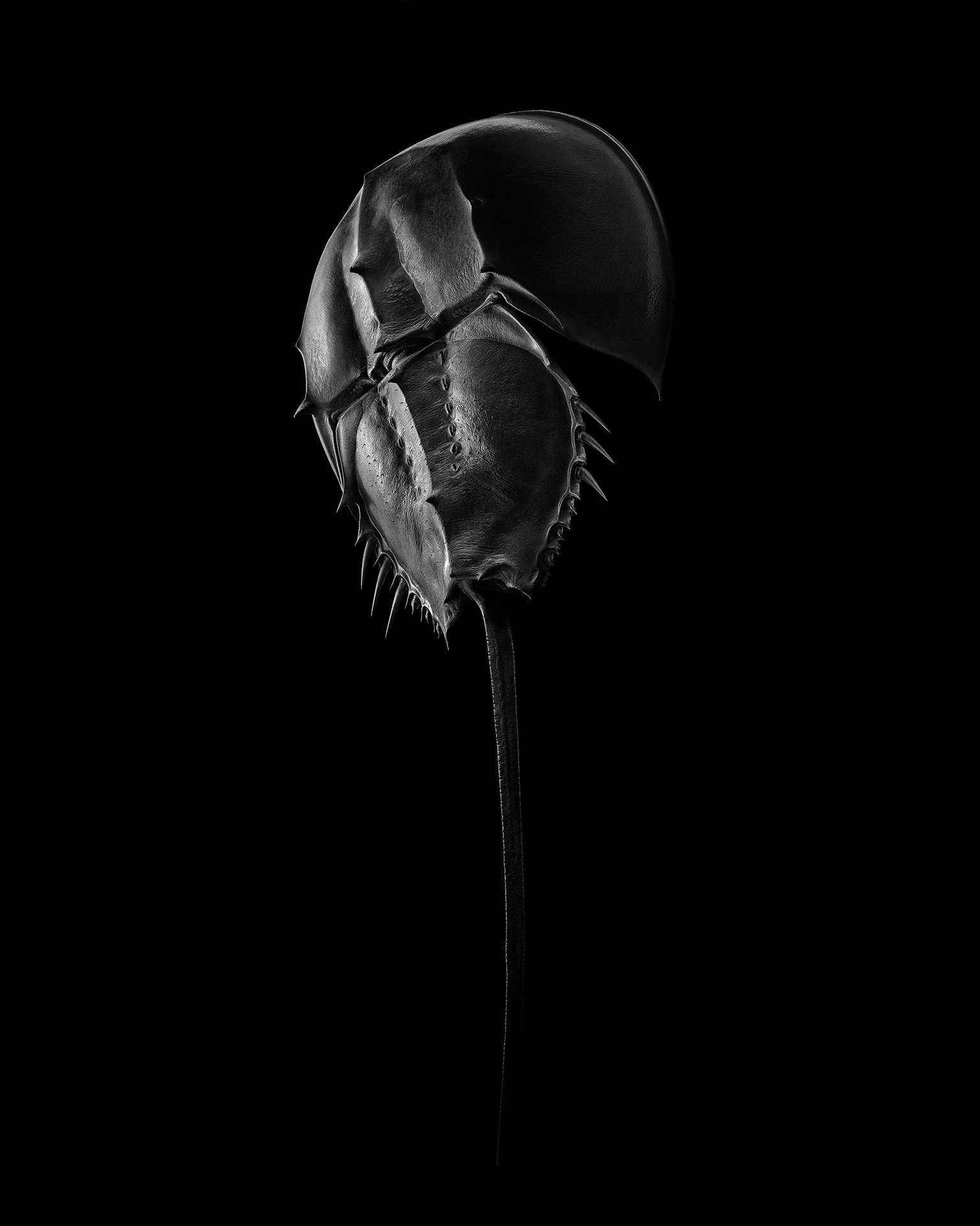HORSESHOE CRAB