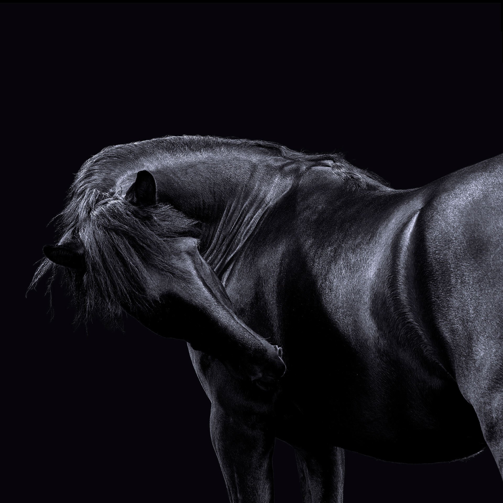 HORSE 5