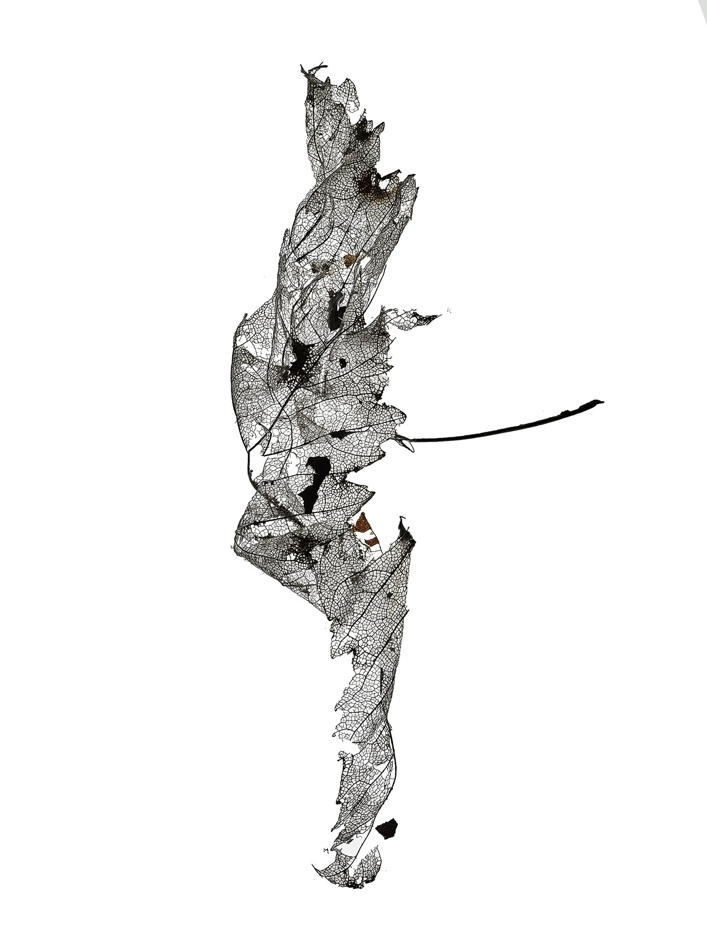 LEAF MAP 19
