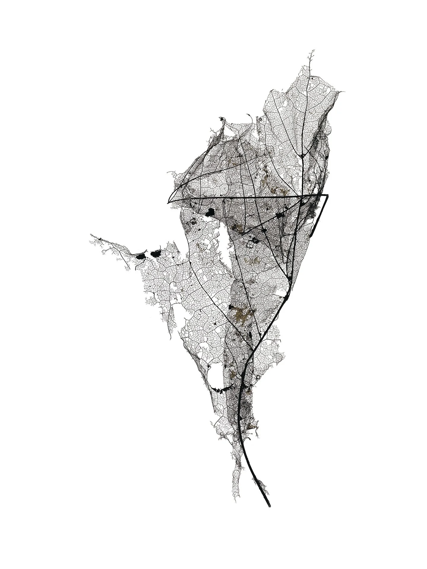 LEAF MAP 8