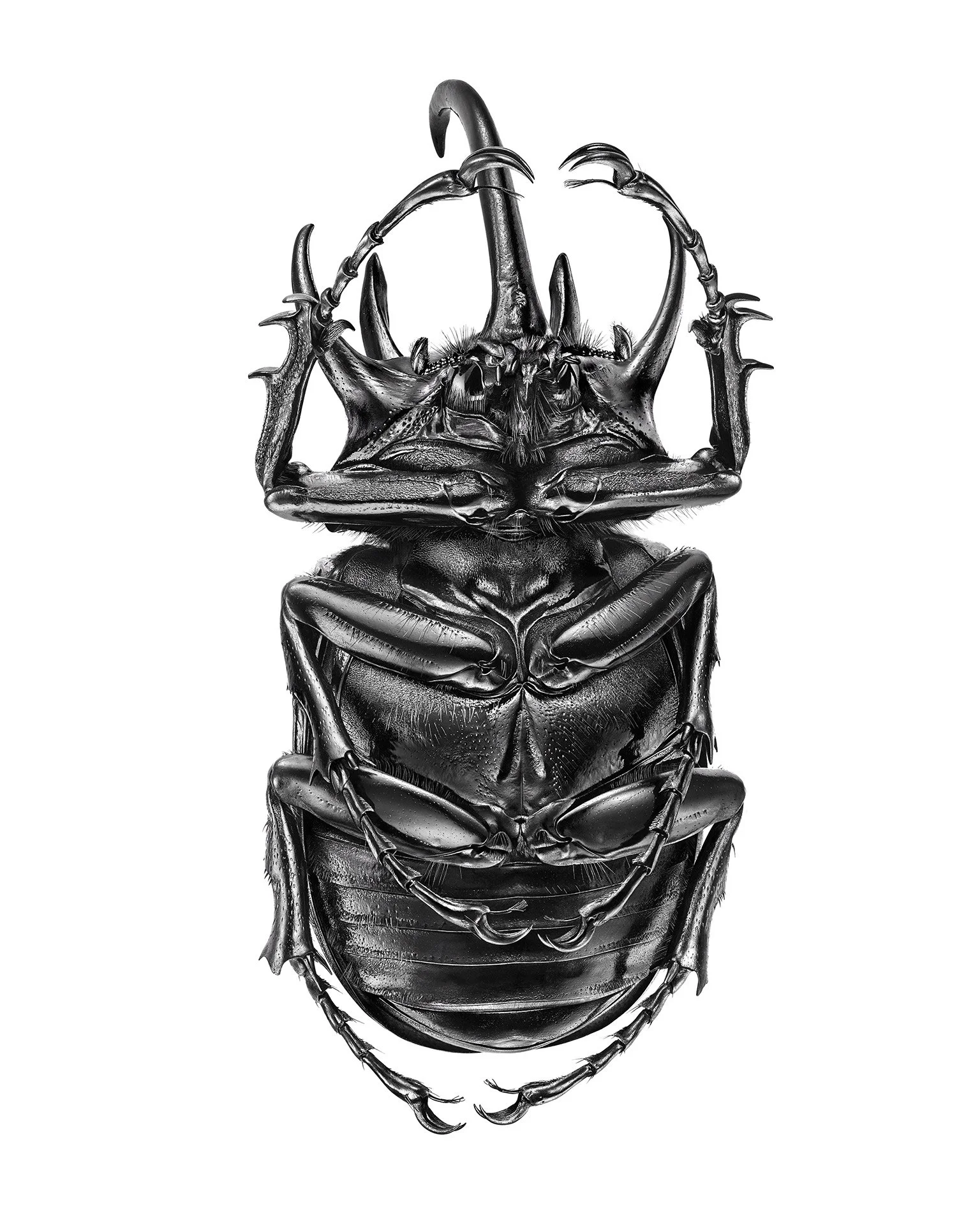 Eupatorus-gracilicornis