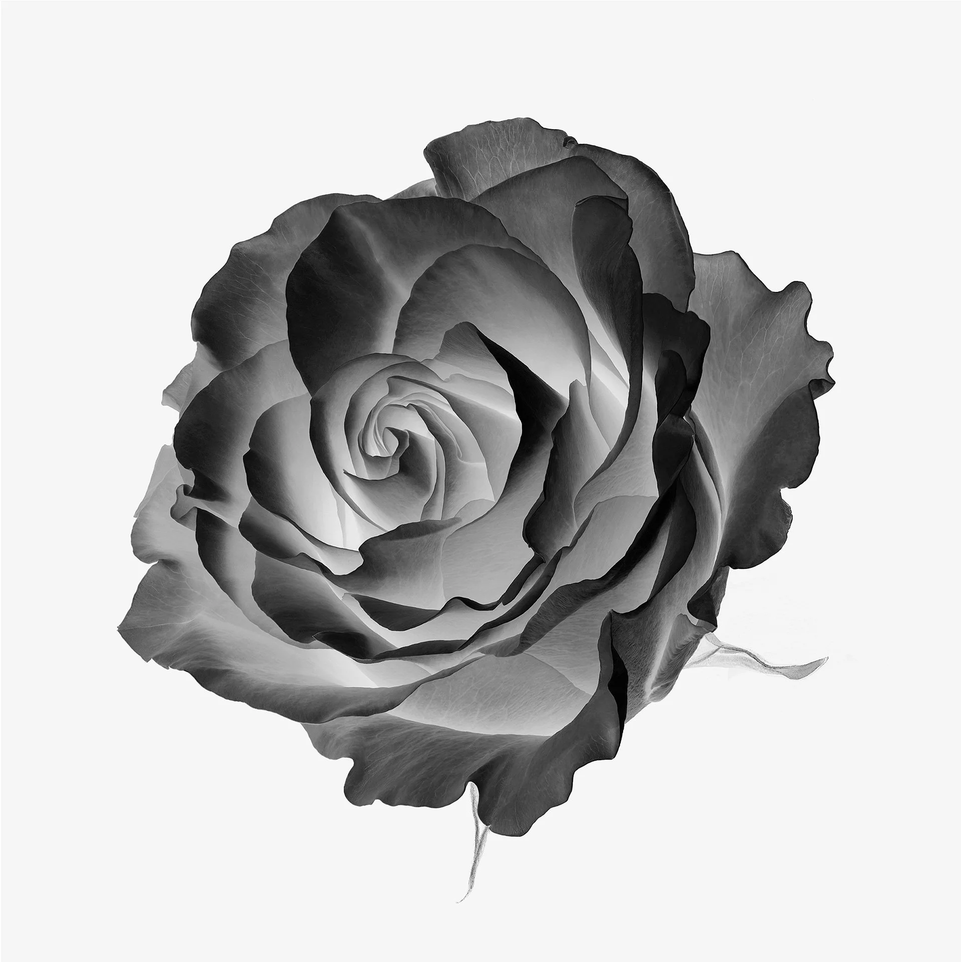 ROSE REVERSAL