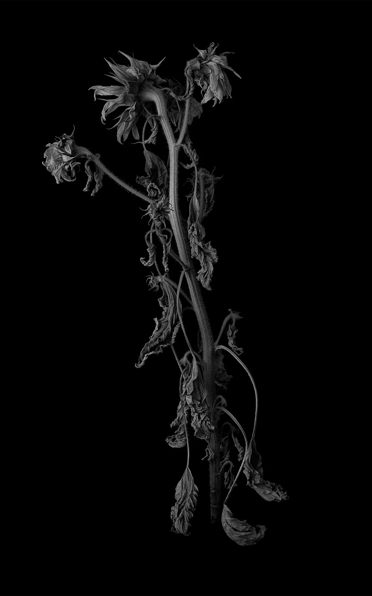 LEFT SUNFLOWER