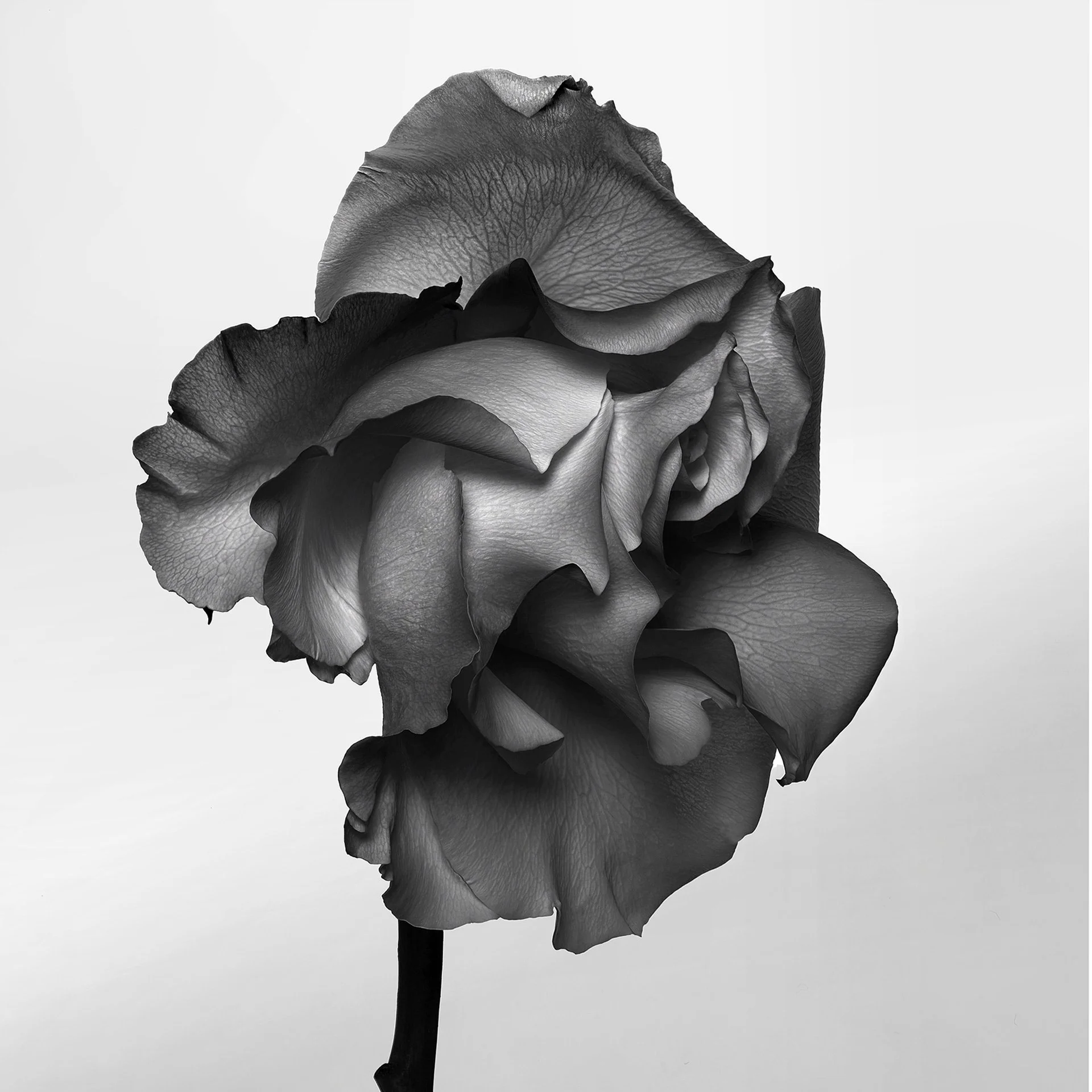 ROSE PROFILE 3