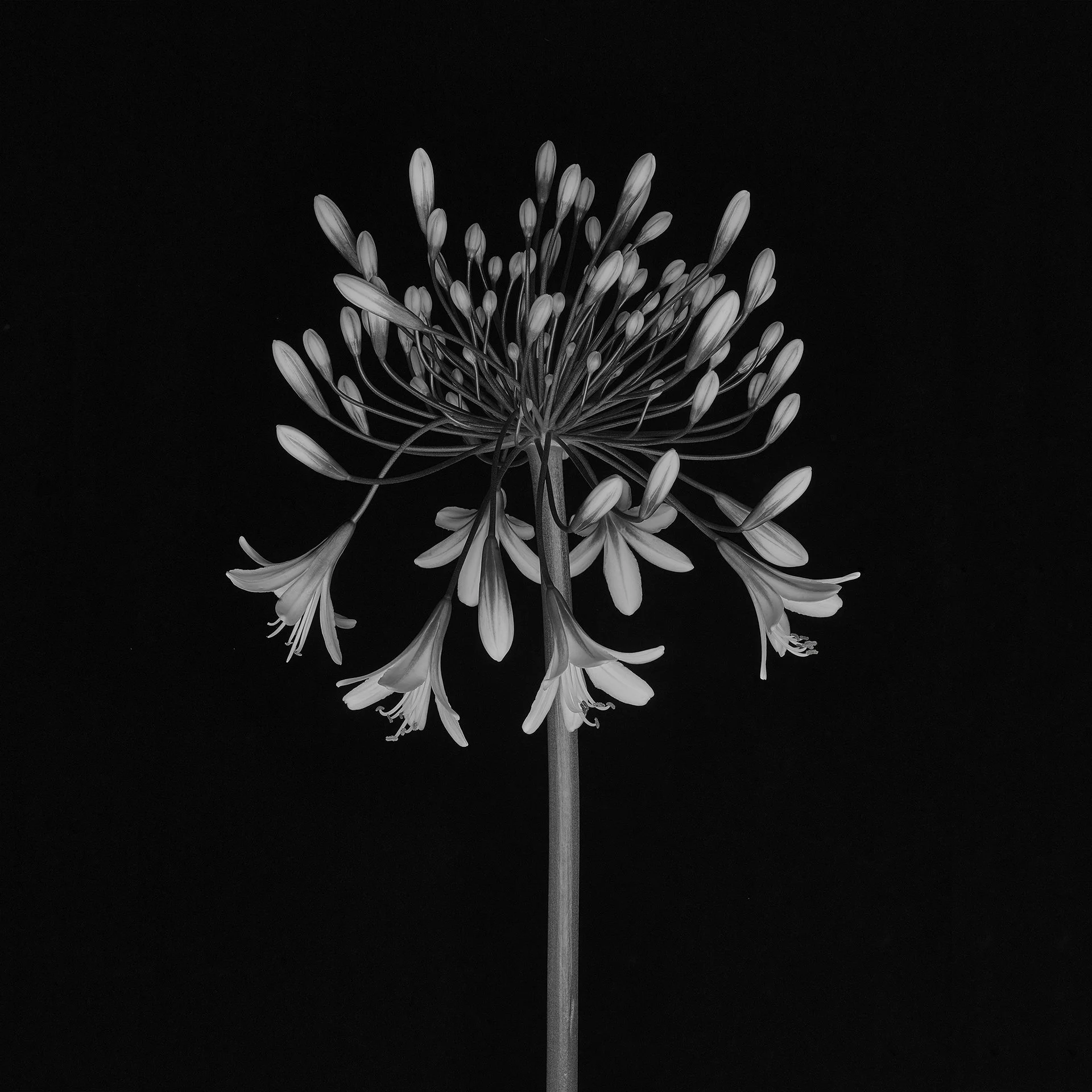 AGAPANTHA FIREWORK