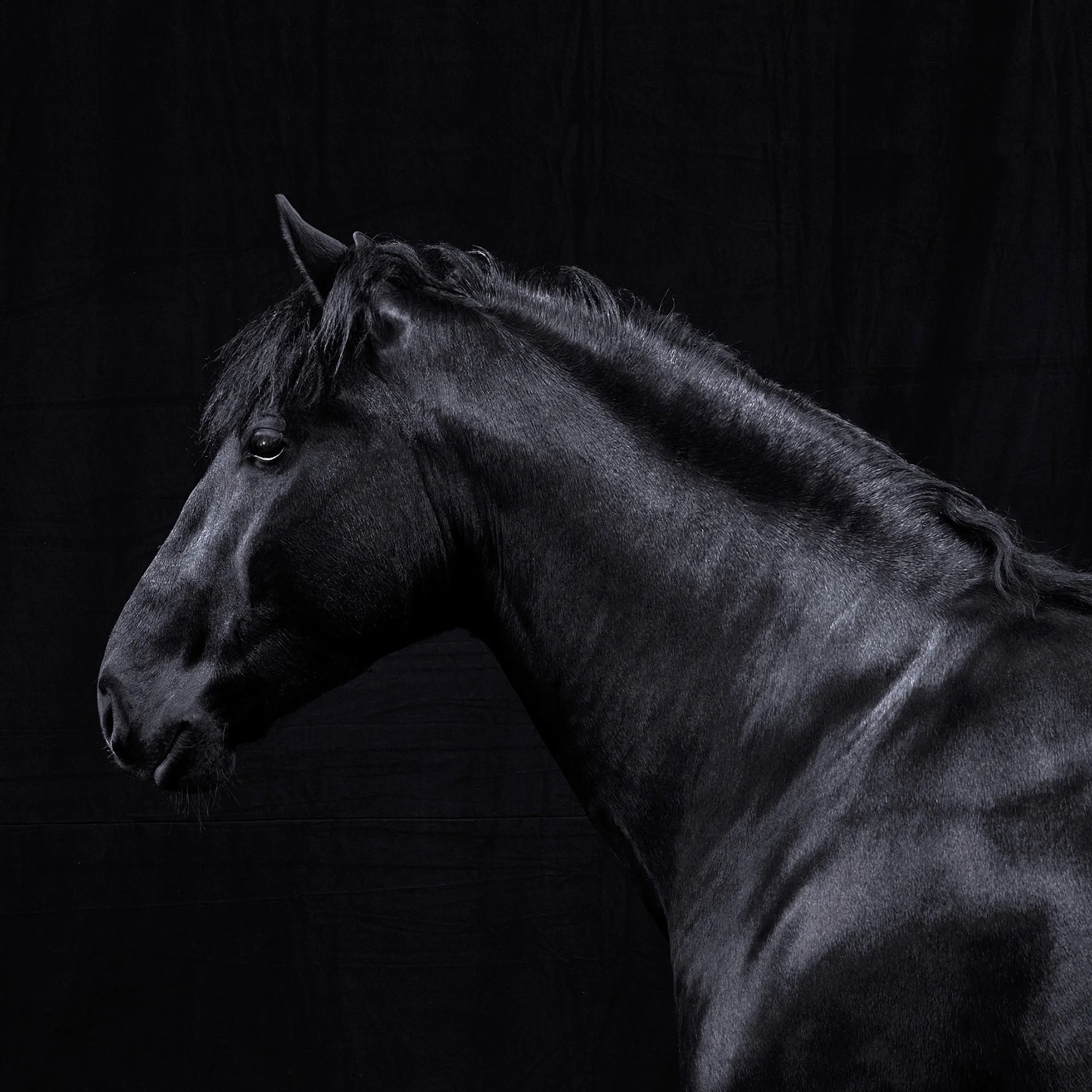 HORSE 2