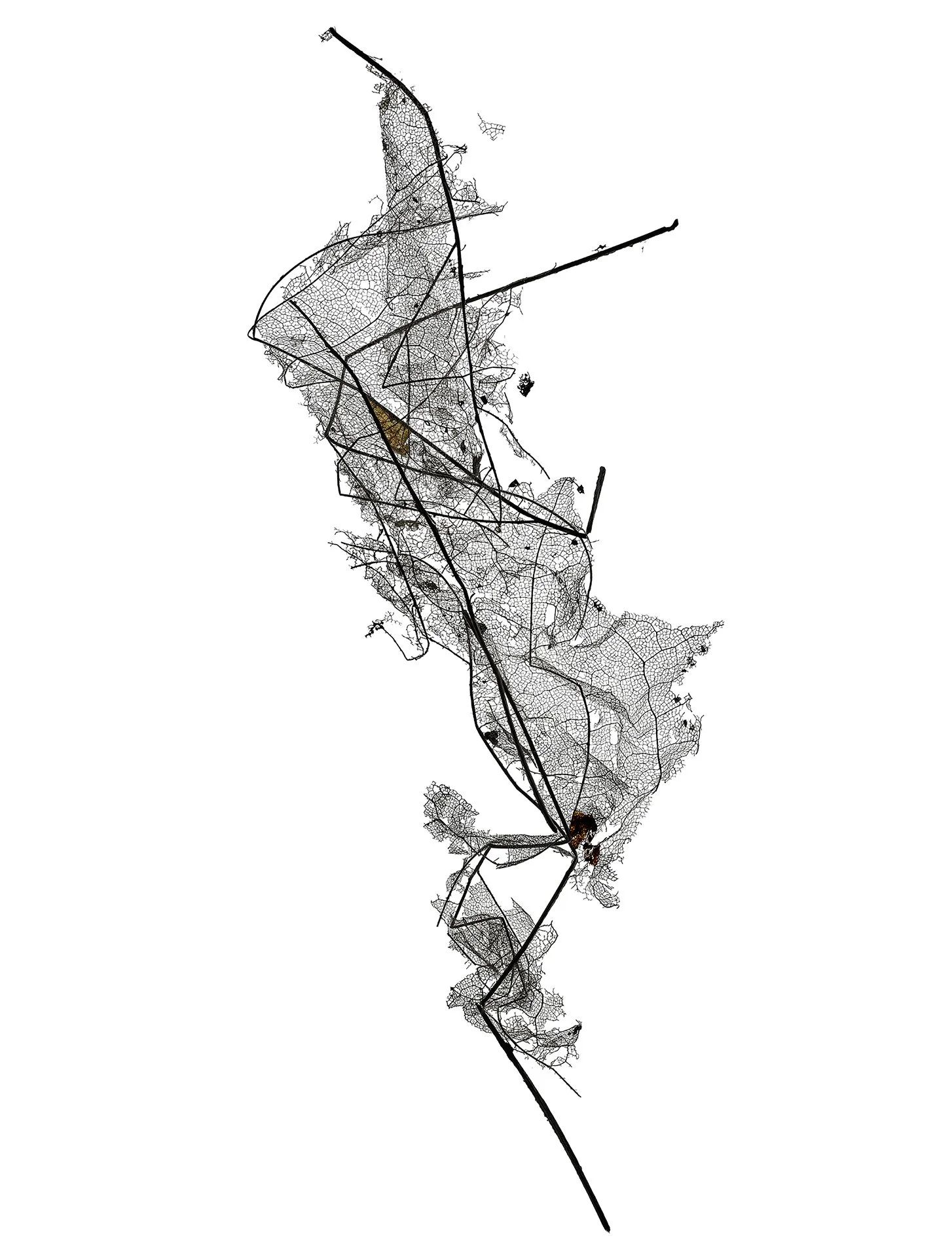LEAF MAP 27