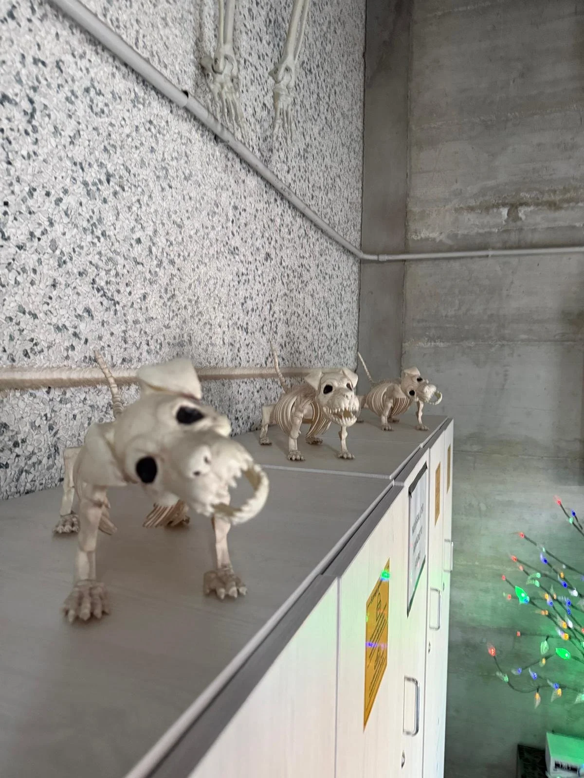 Figura di quattro modelli di scheletri animali, probabilmente dei cani, posizionati sulla superficie di una cassa. Gli scheletri sono di colore bianco e hanno grandi orbite oculari scure. Sullo sfondo si vedono i muri di cemento e delle luci a forma 