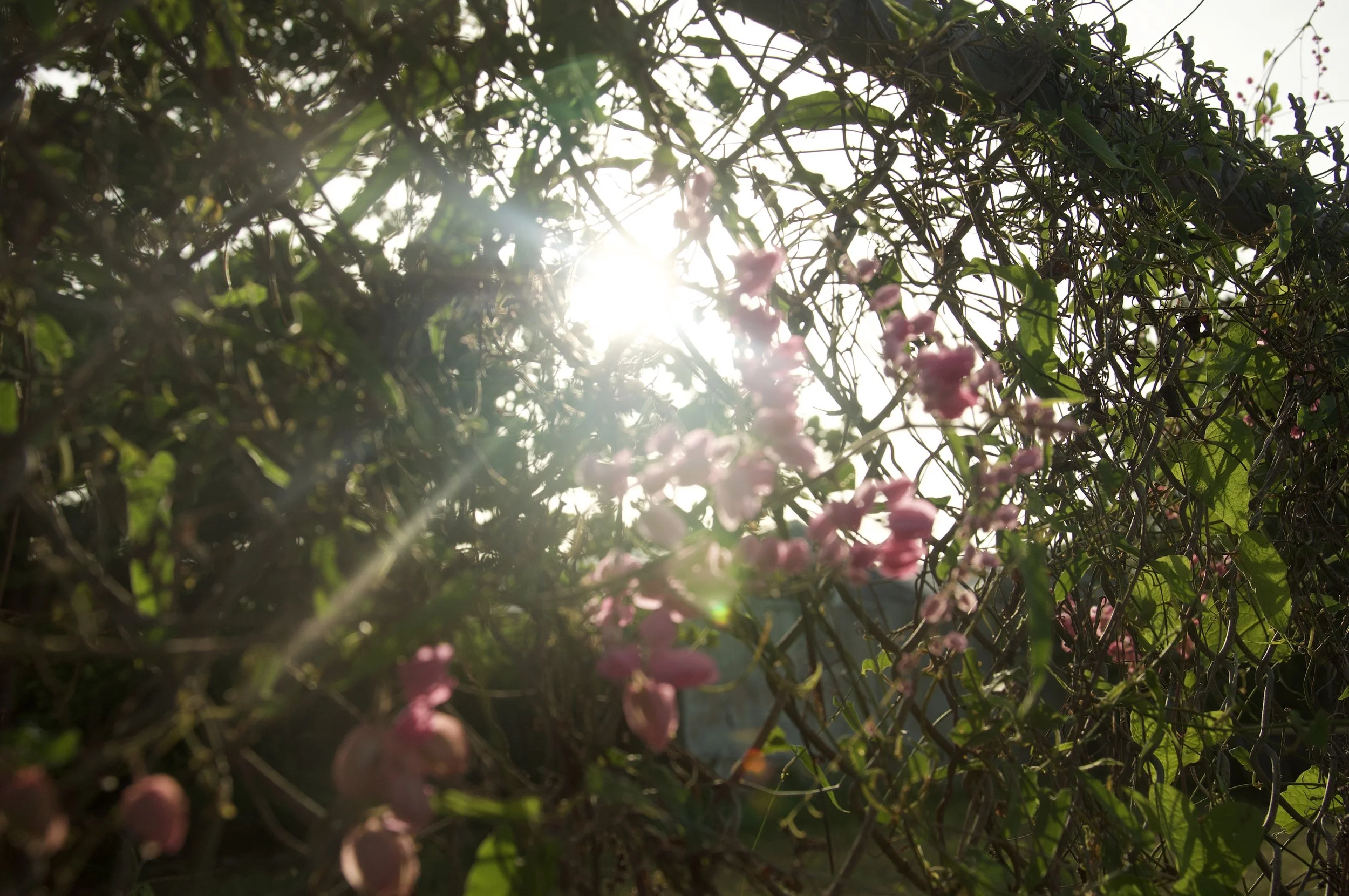 DSC_0225.jpeg