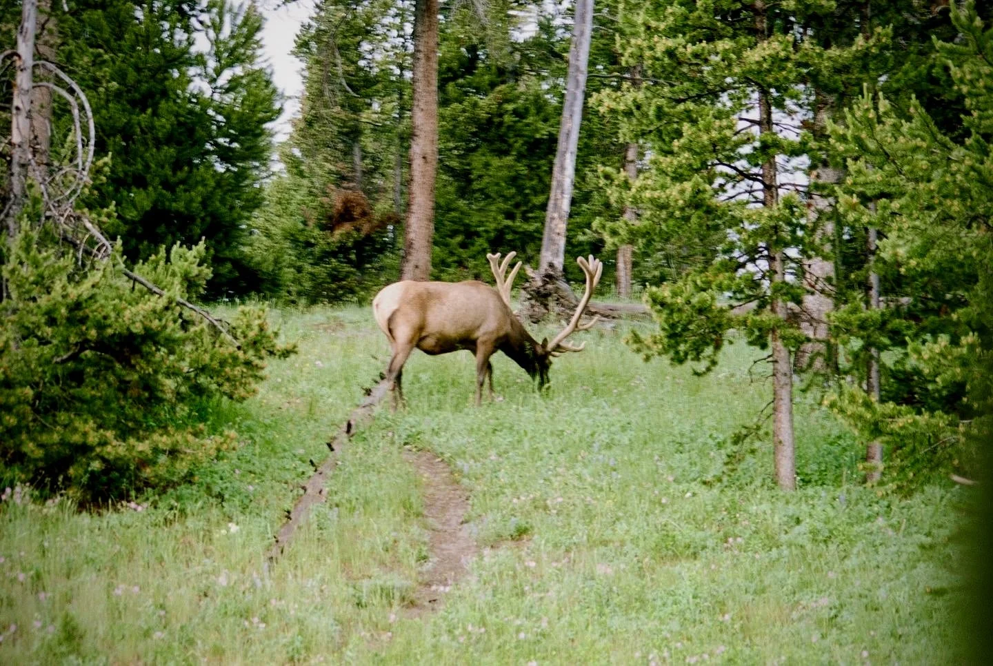 The Elk