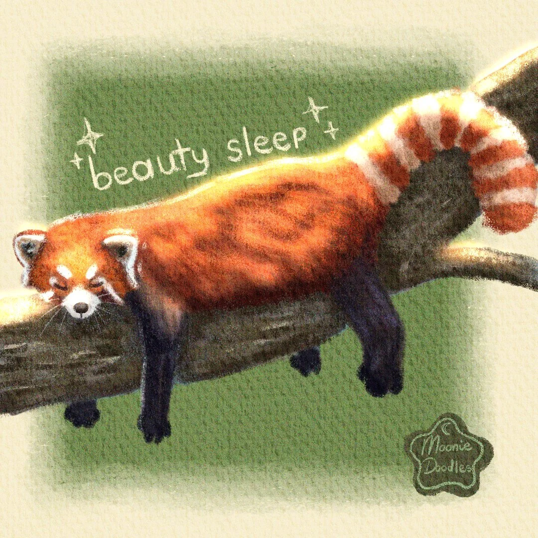 redpandaextra.jpg