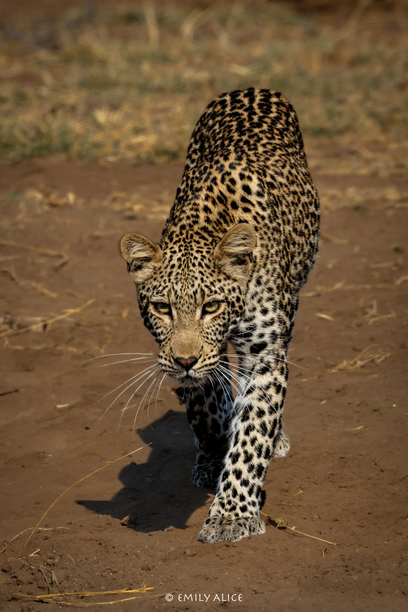 Wildlife-06.jpg