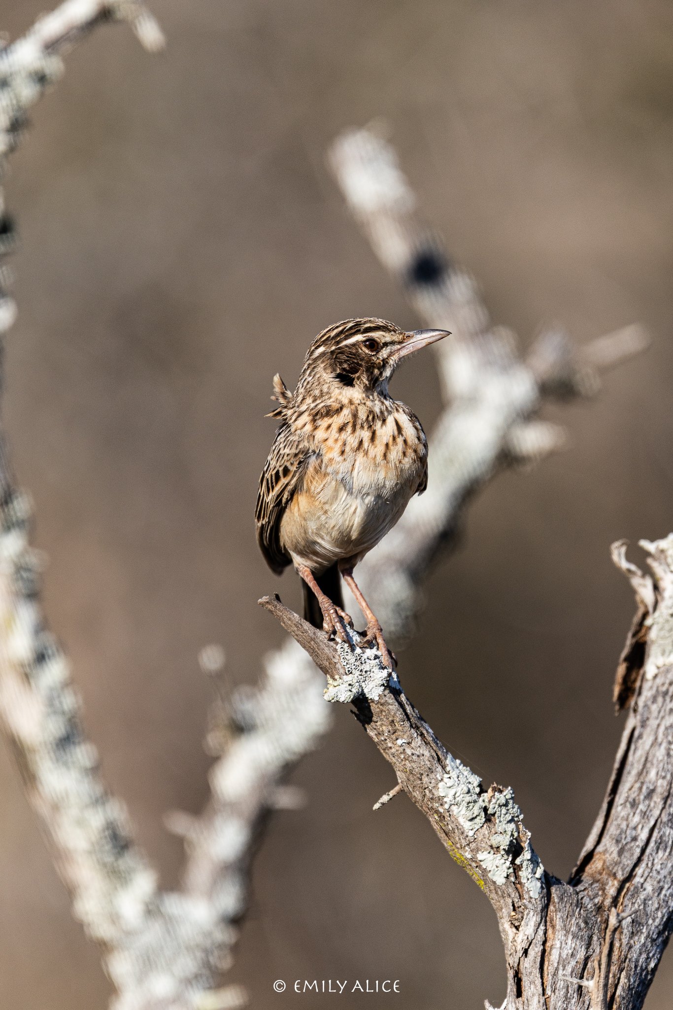 Wildlife-65.jpg