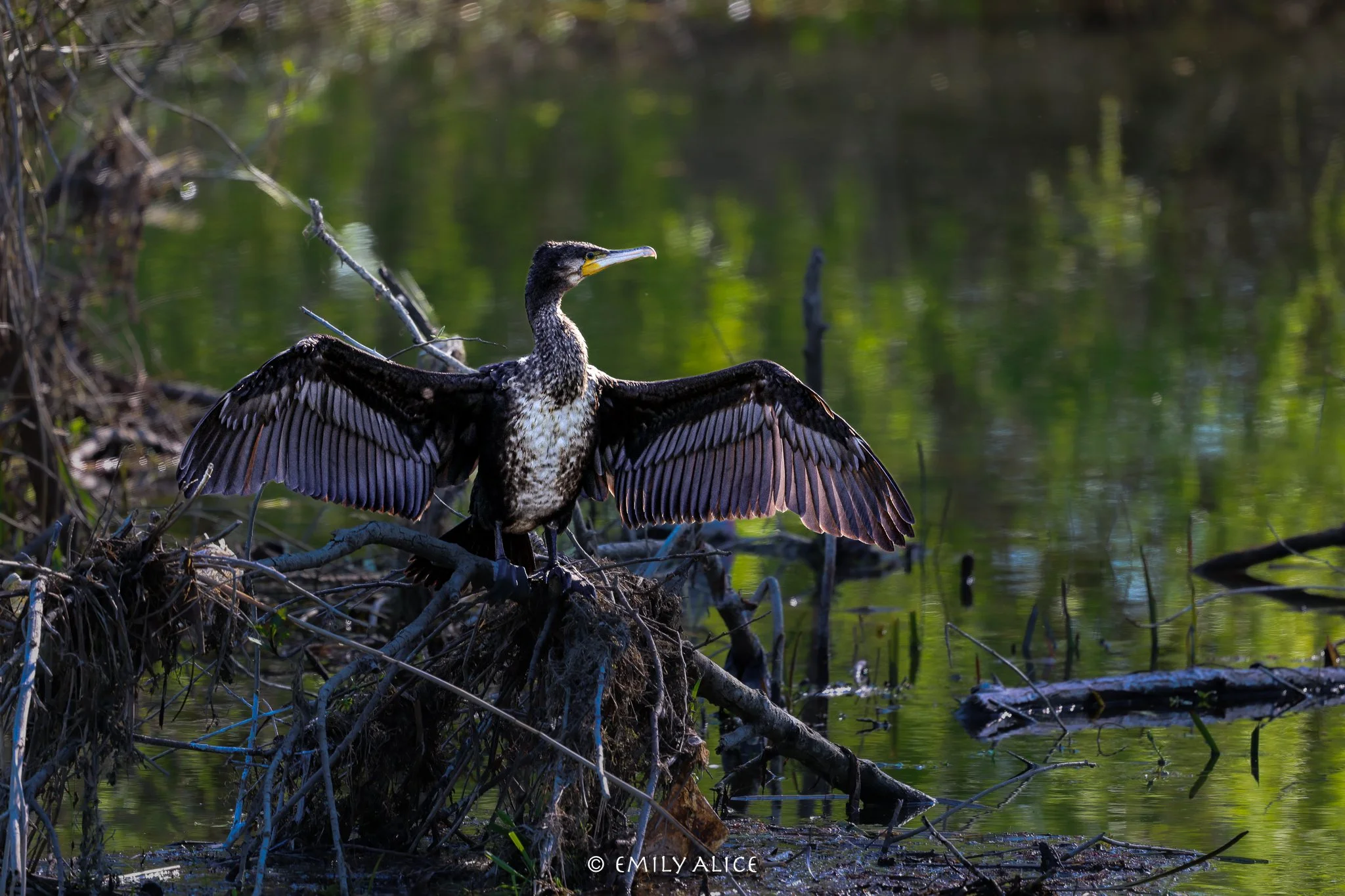 Wildlife-72.jpg